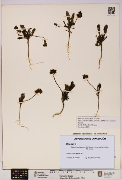 Cistanthe cephalophora [Espécimen: UDEC:CONC:0144713]