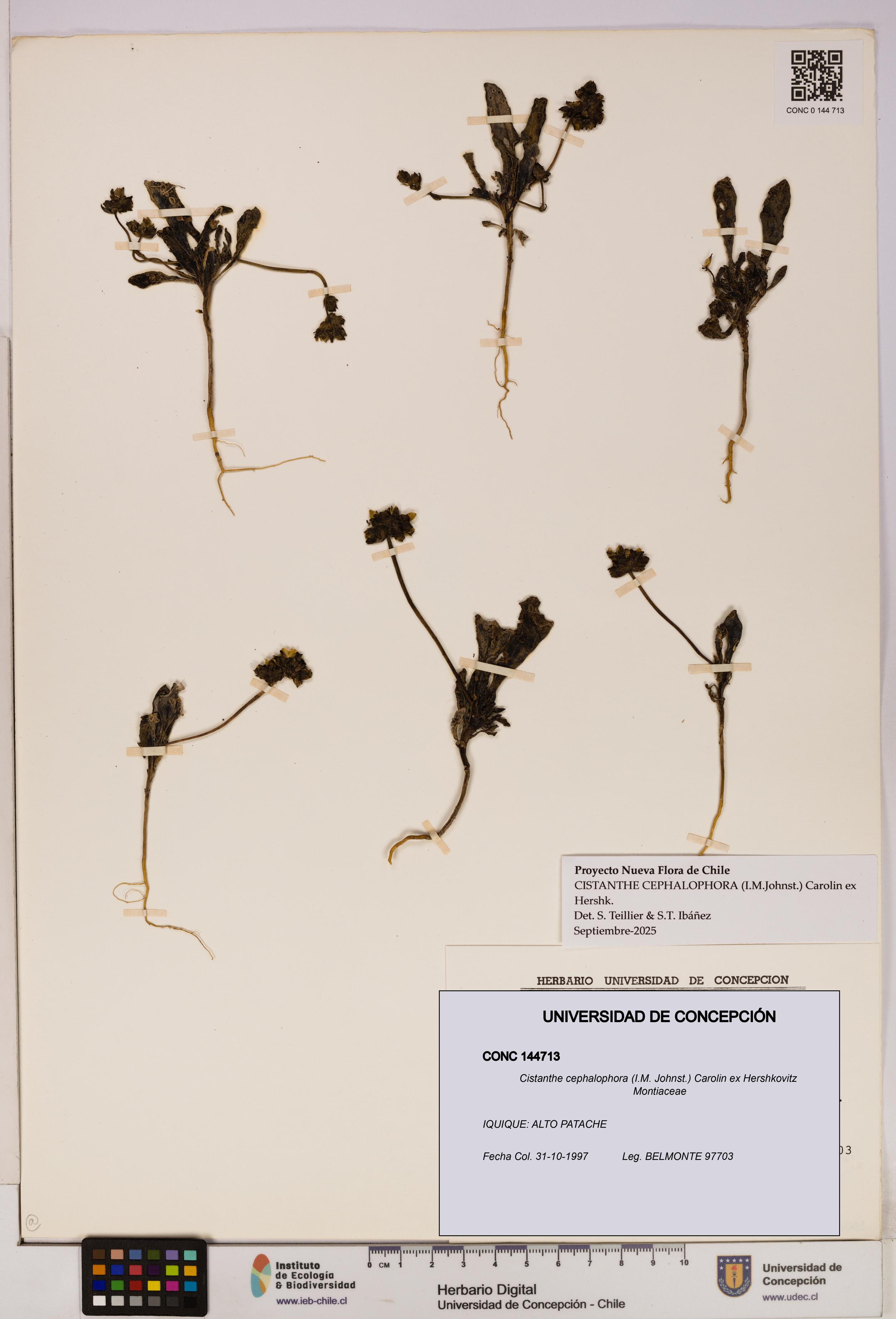 Cistanthe cephalophora [Espécimen: UDEC:CONC:0144713]