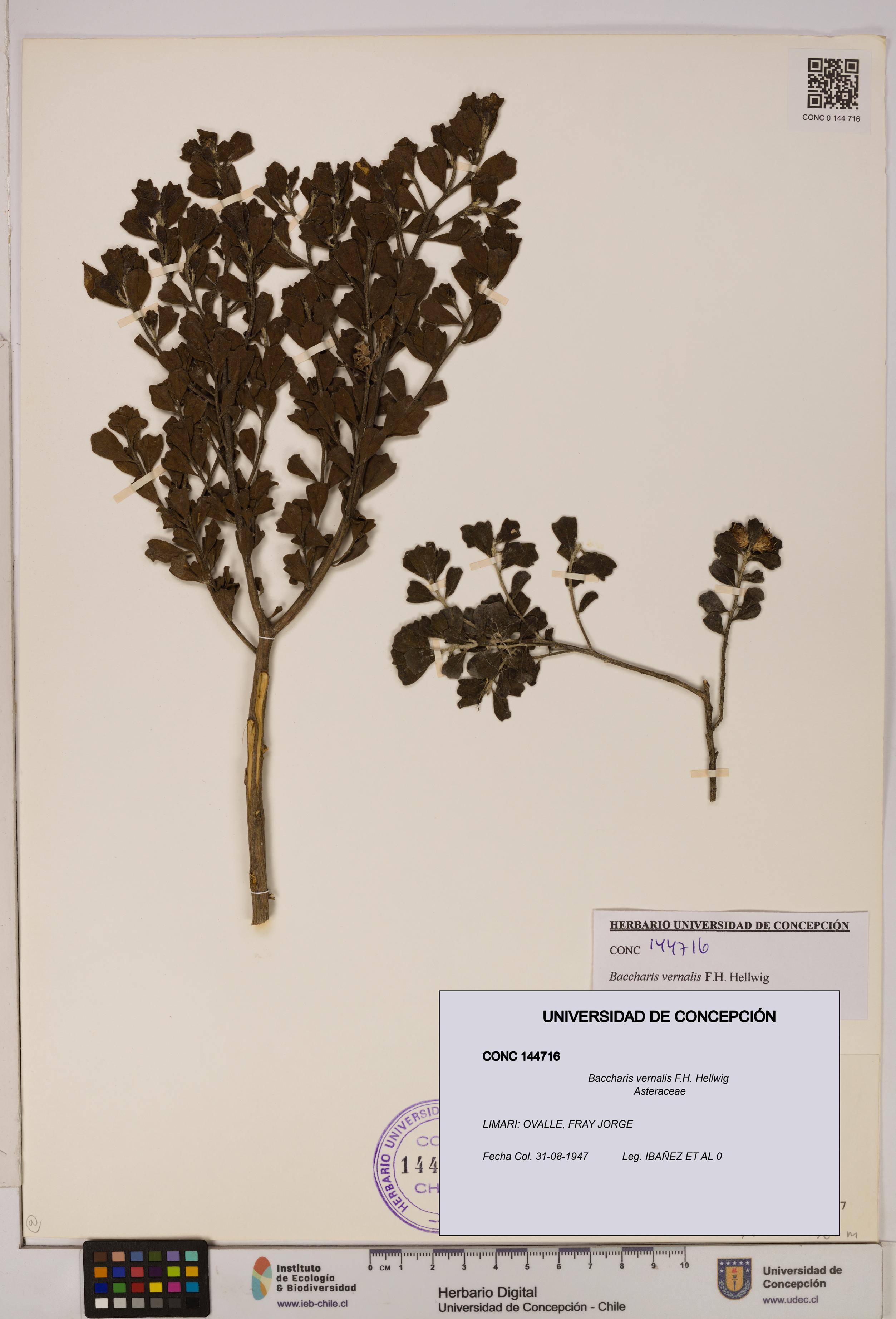 Baccharis vernalis [Espécimen: UDEC:CONC:0144716]
