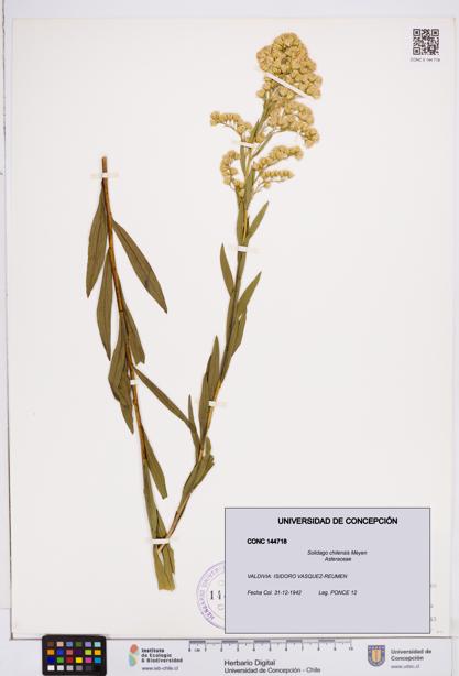 Solidago chilensis [Espécimen: ]