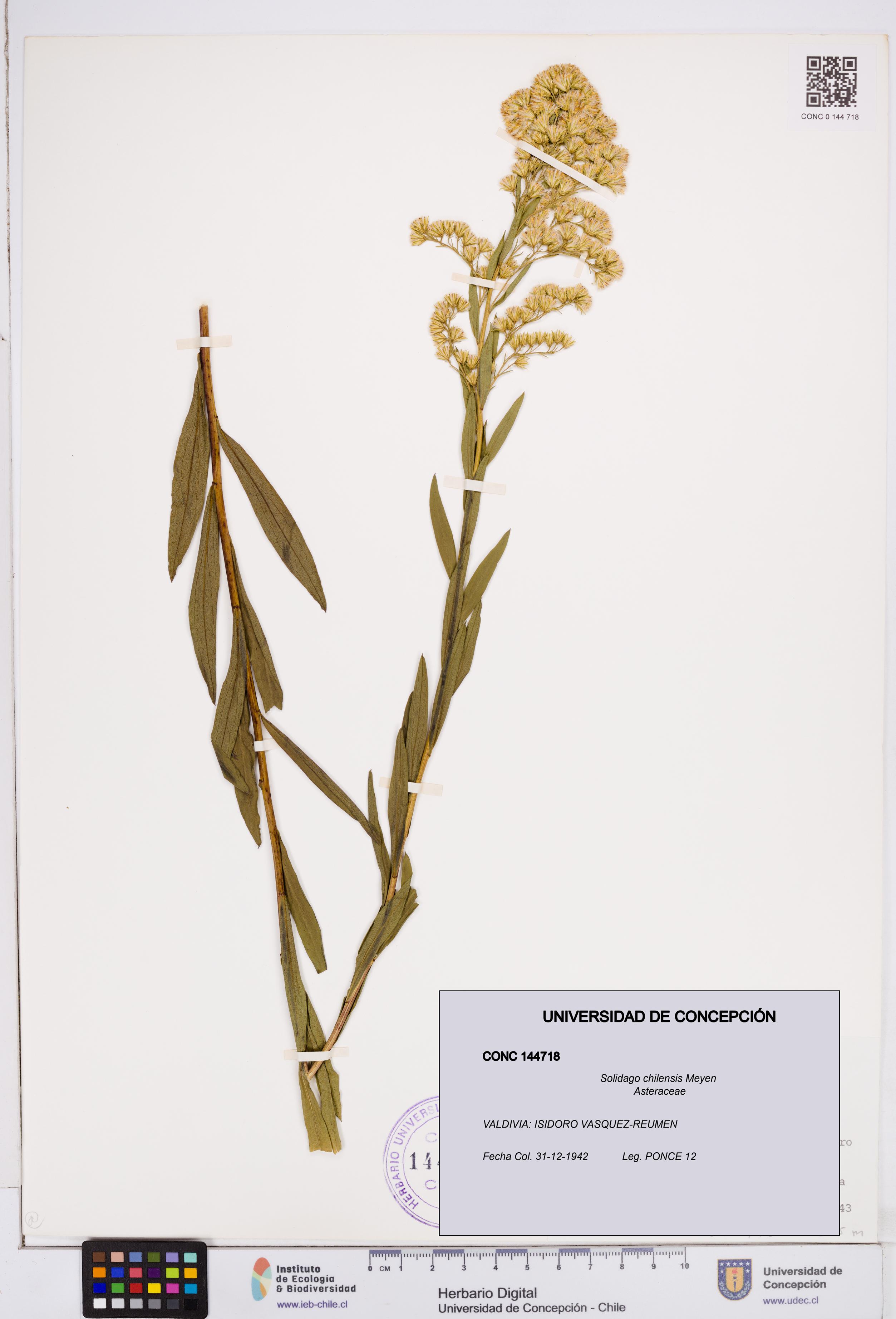 Solidago chilensis [Espécimen: ]