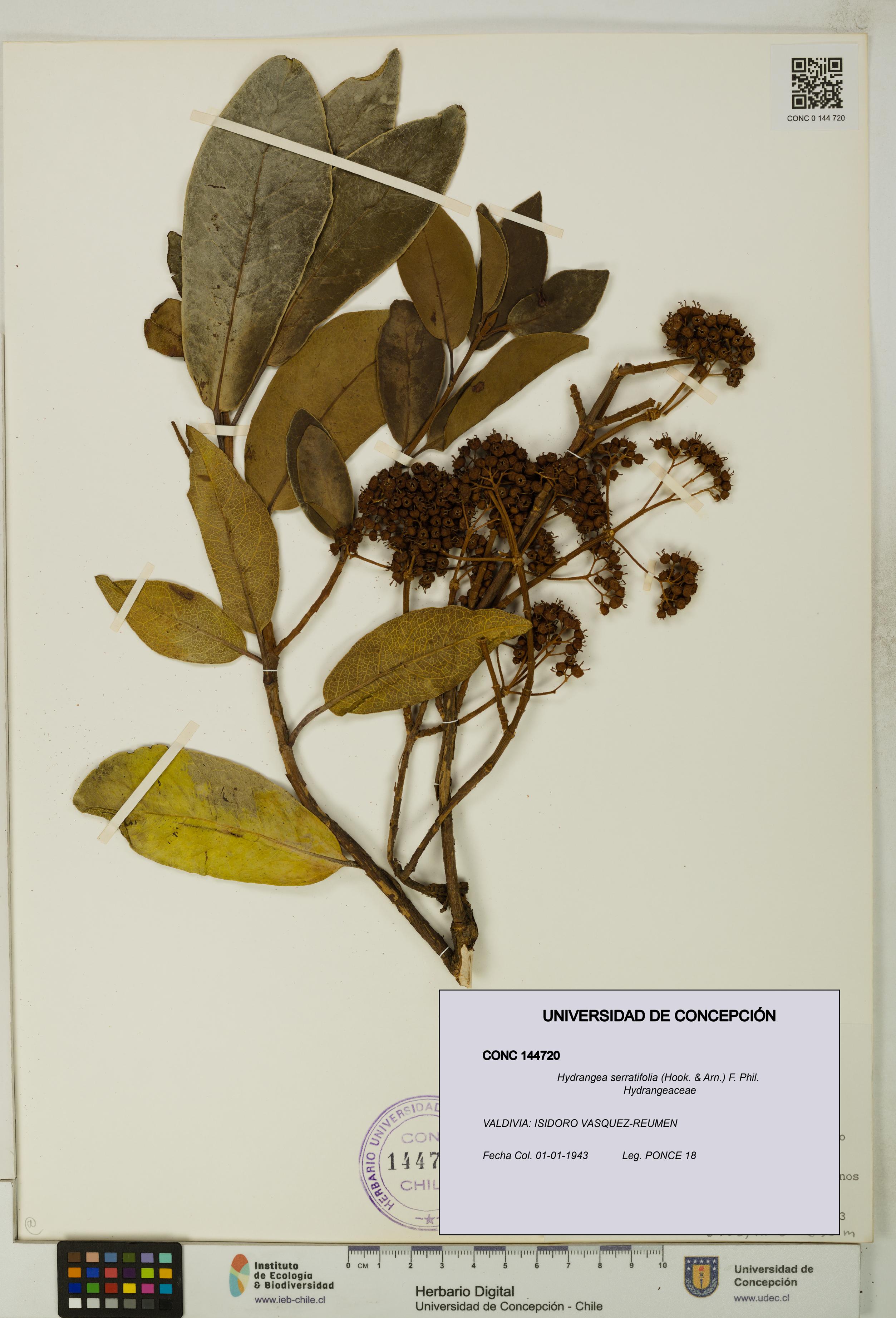 Hydrangea serratifolia [Espécimen: UDEC:CONC:0144720]