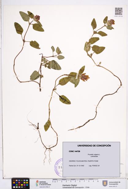Prunella vulgaris [Espécimen: ]