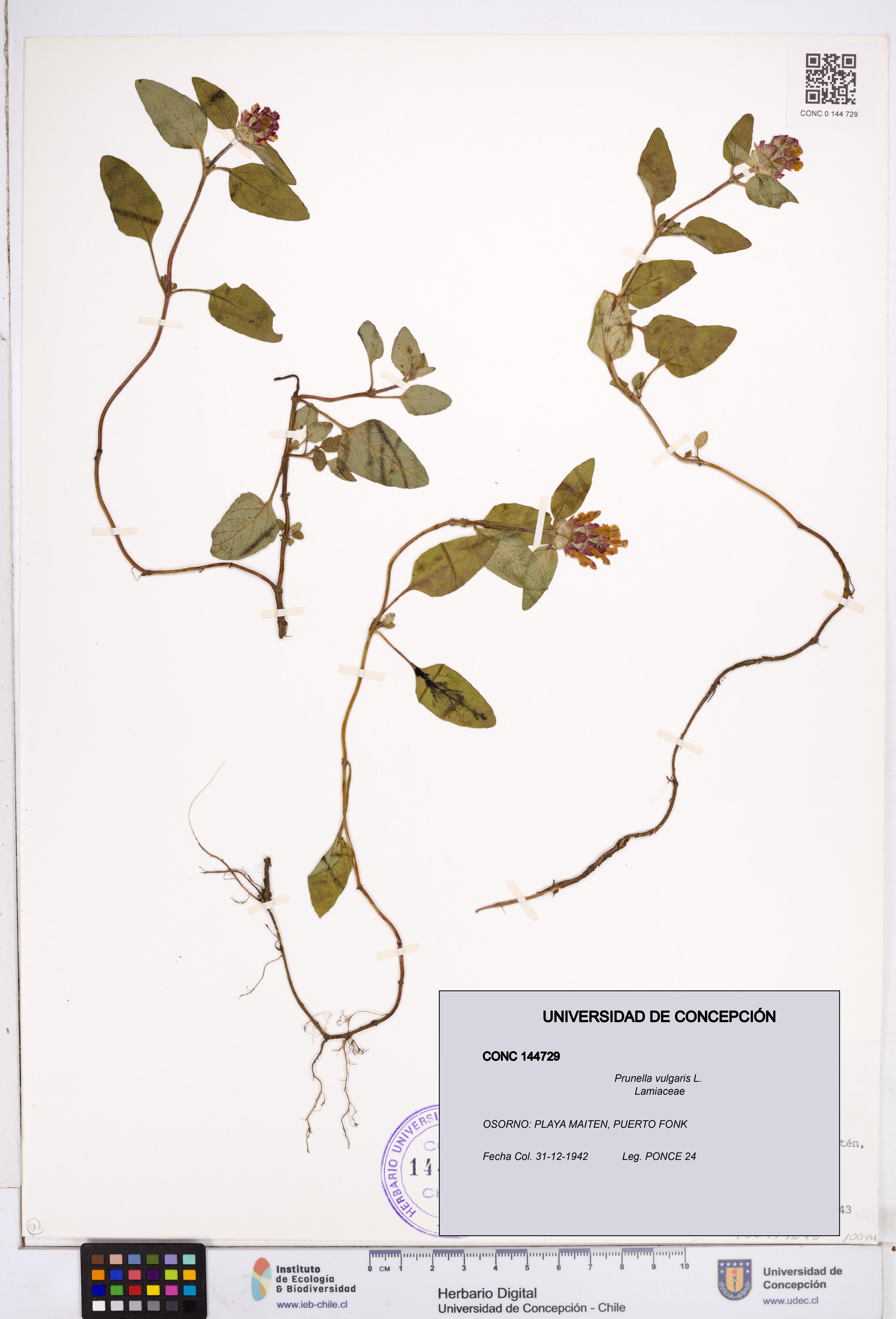 Prunella vulgaris [Espécimen: ]