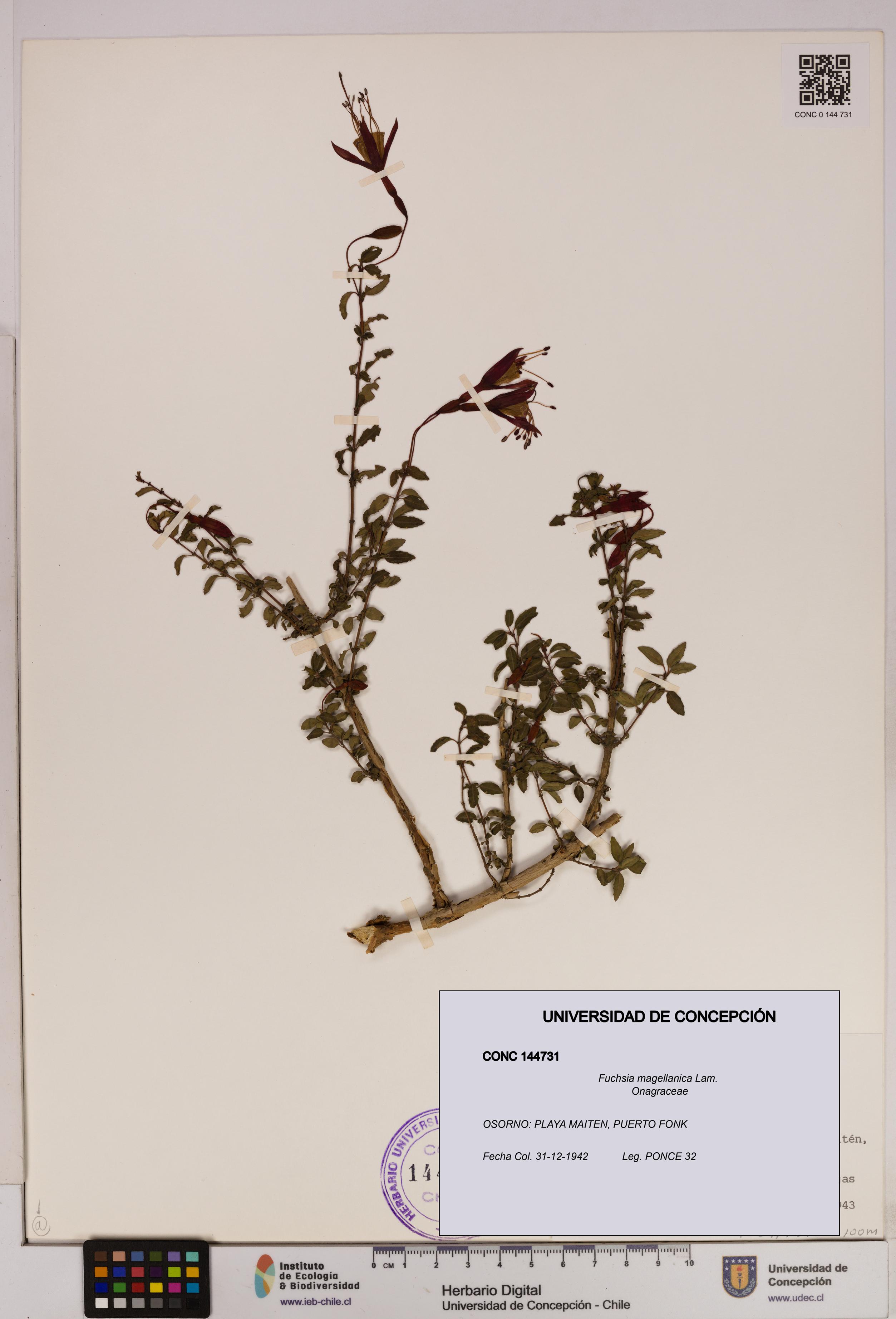 Fuchsia magellanica [Espécimen: UDEC:CONC:0144731]