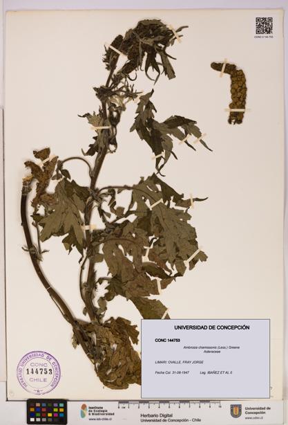 Ambrosia chamissonis [Espécimen: UDEC:CONC:0144753]