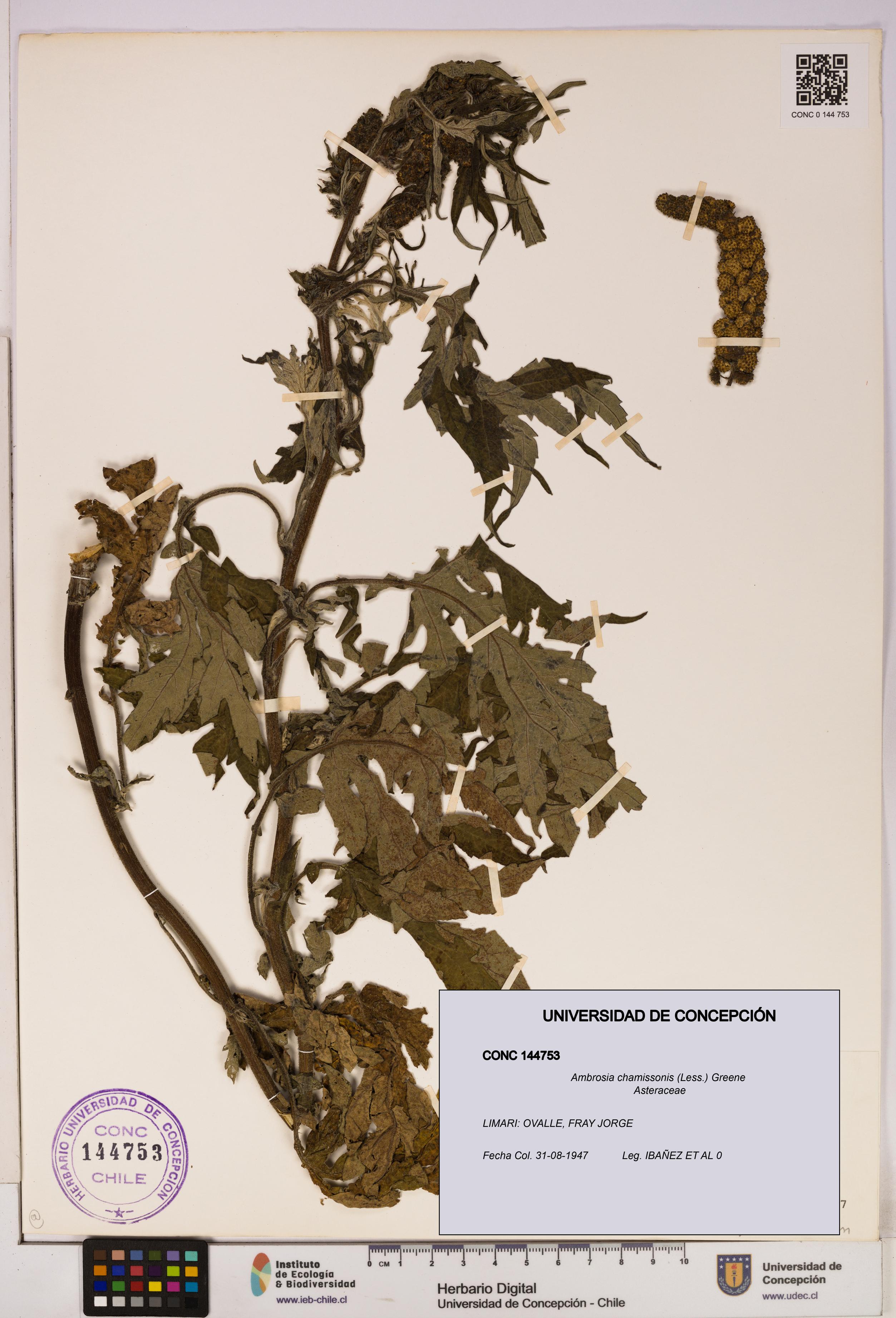 Ambrosia chamissonis [Espécimen: UDEC:CONC:0144753]