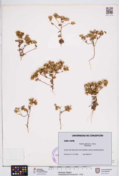 Triptilion gibbosum [Espécimen: ]