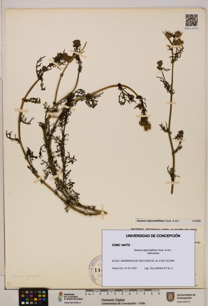 Senecio bipinnatifidus [Espécimen: UDEC:CONC:0144772]