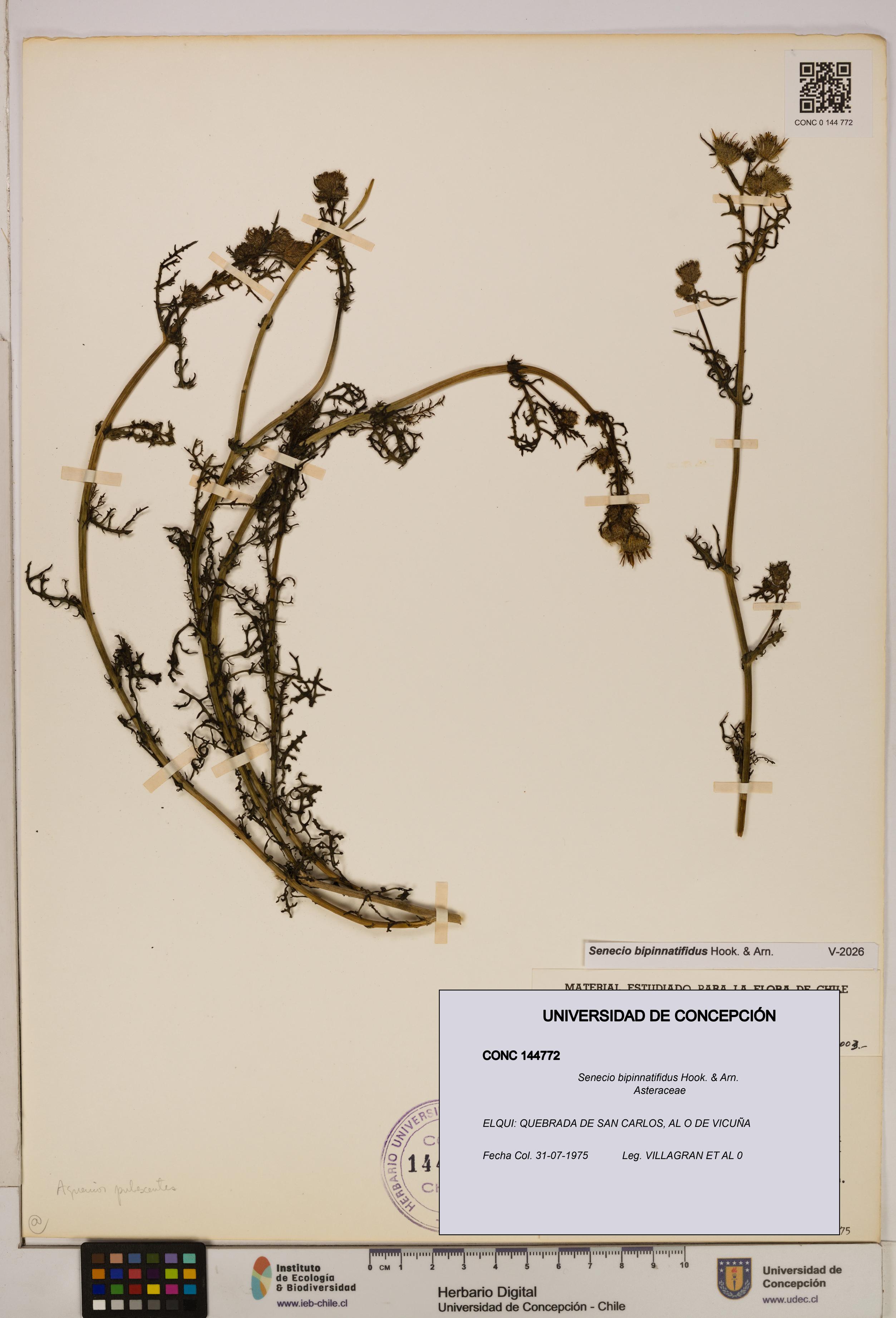 Senecio bipinnatifidus [Espécimen: UDEC:CONC:0144772]