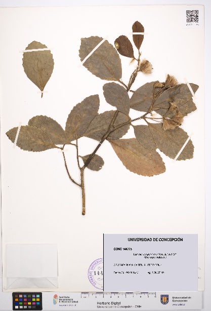 Laurelia sempervirens [Espécimen: UDEC:CONC:0144773]