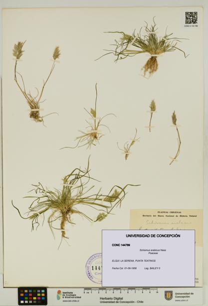 Schismus arabicus [Espécimen: UDEC:CONC:0144789]