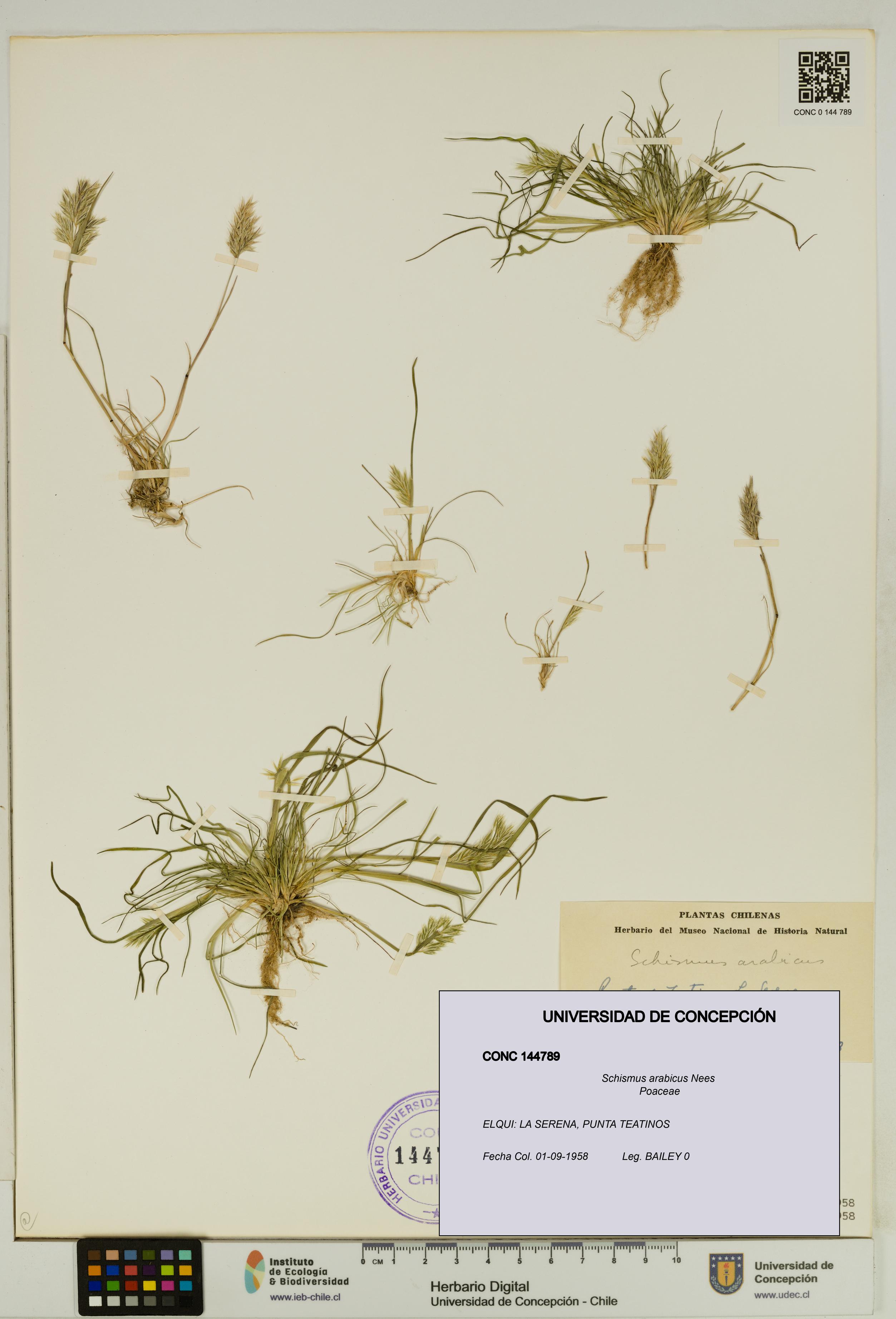 Schismus arabicus [Espécimen: UDEC:CONC:0144789]