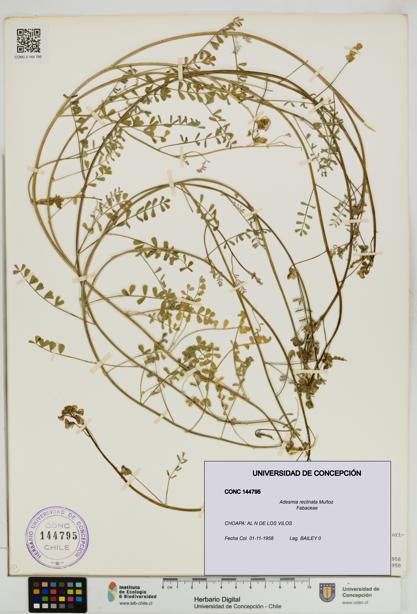 Adesmia reclinata [Espécimen: UDEC:CONC:0144795]