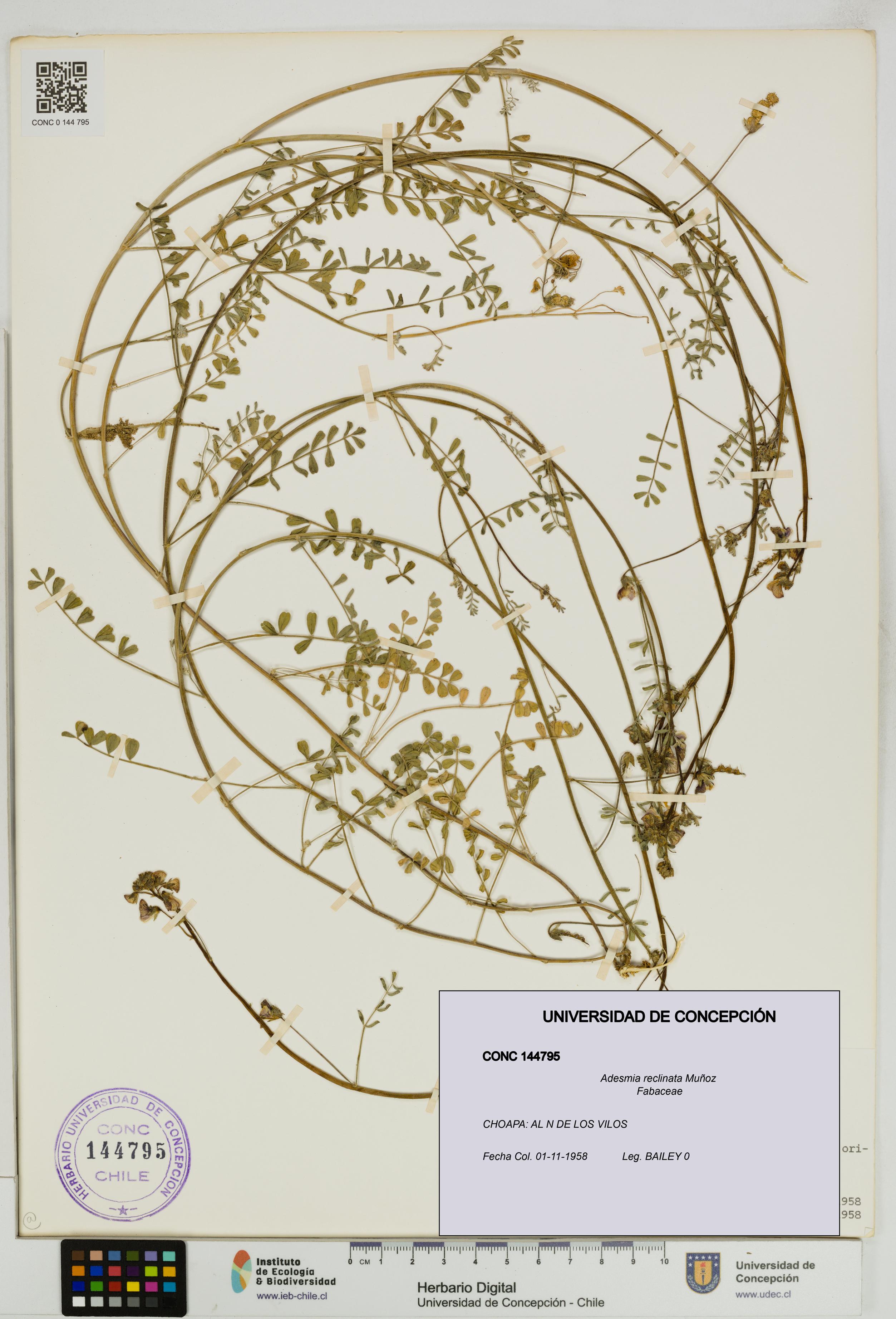 Adesmia reclinata [Espécimen: UDEC:CONC:0144795]