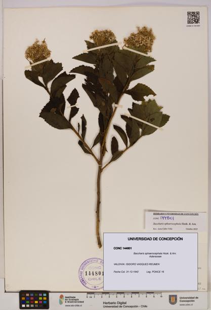 Baccharis sphaerocephala [Espécimen: UDEC:CONC:0144801]