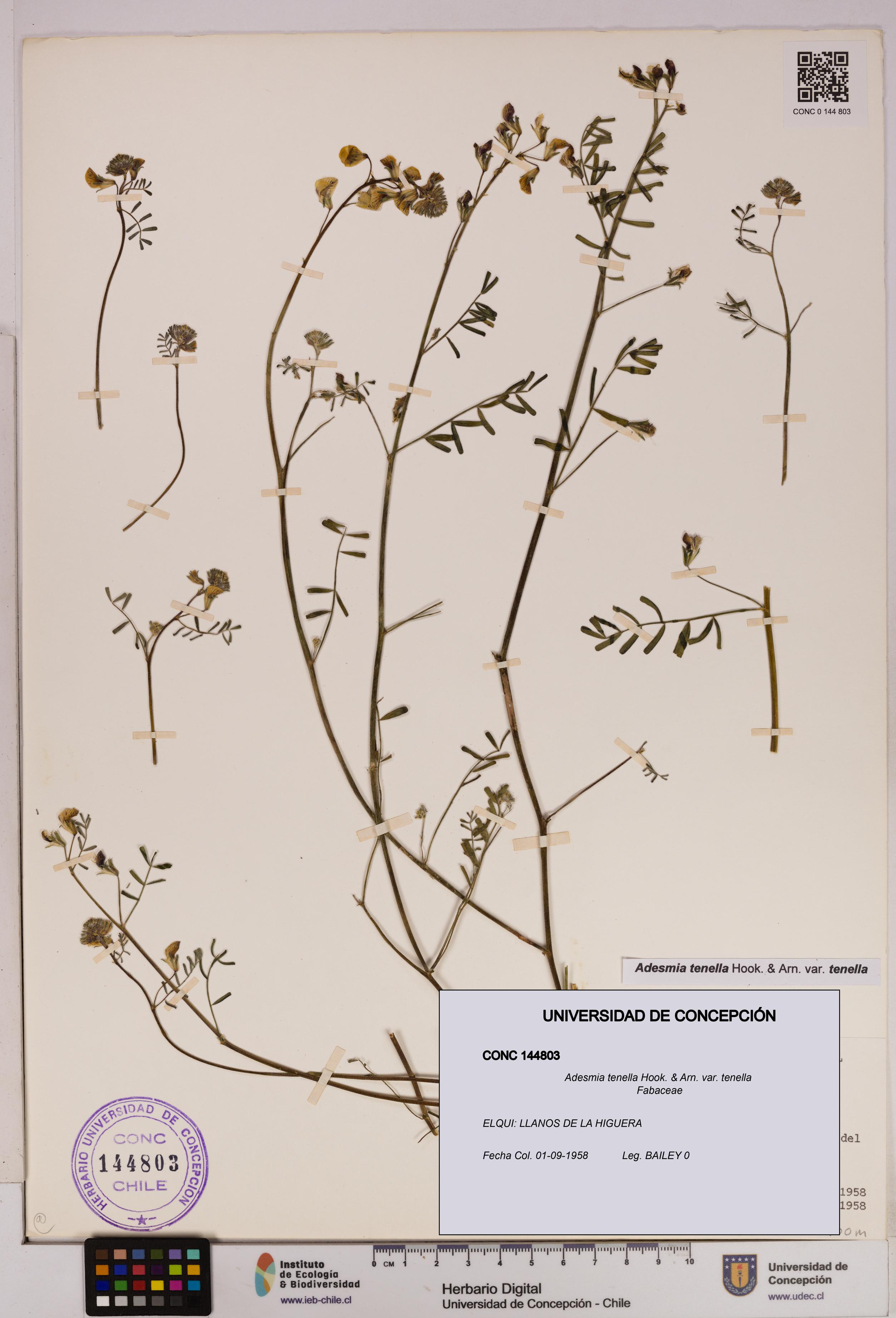 Adesmia tenella var. tenella [Espécimen: UDEC:CONC:0144803]