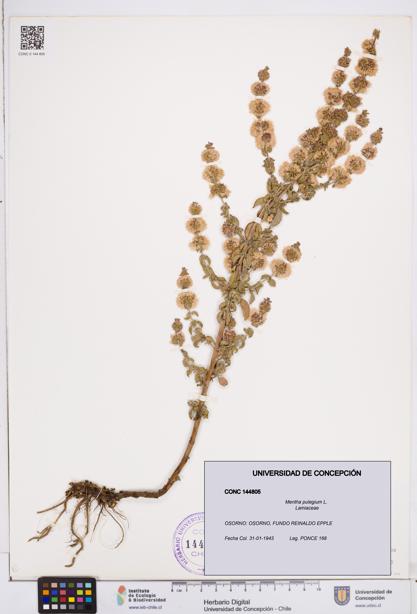 Mentha pulegium [Espécimen: ]