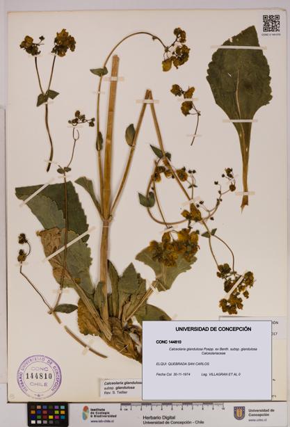 Calceolaria glandulosa [Espécimen: UDEC:CONC:0144810]
