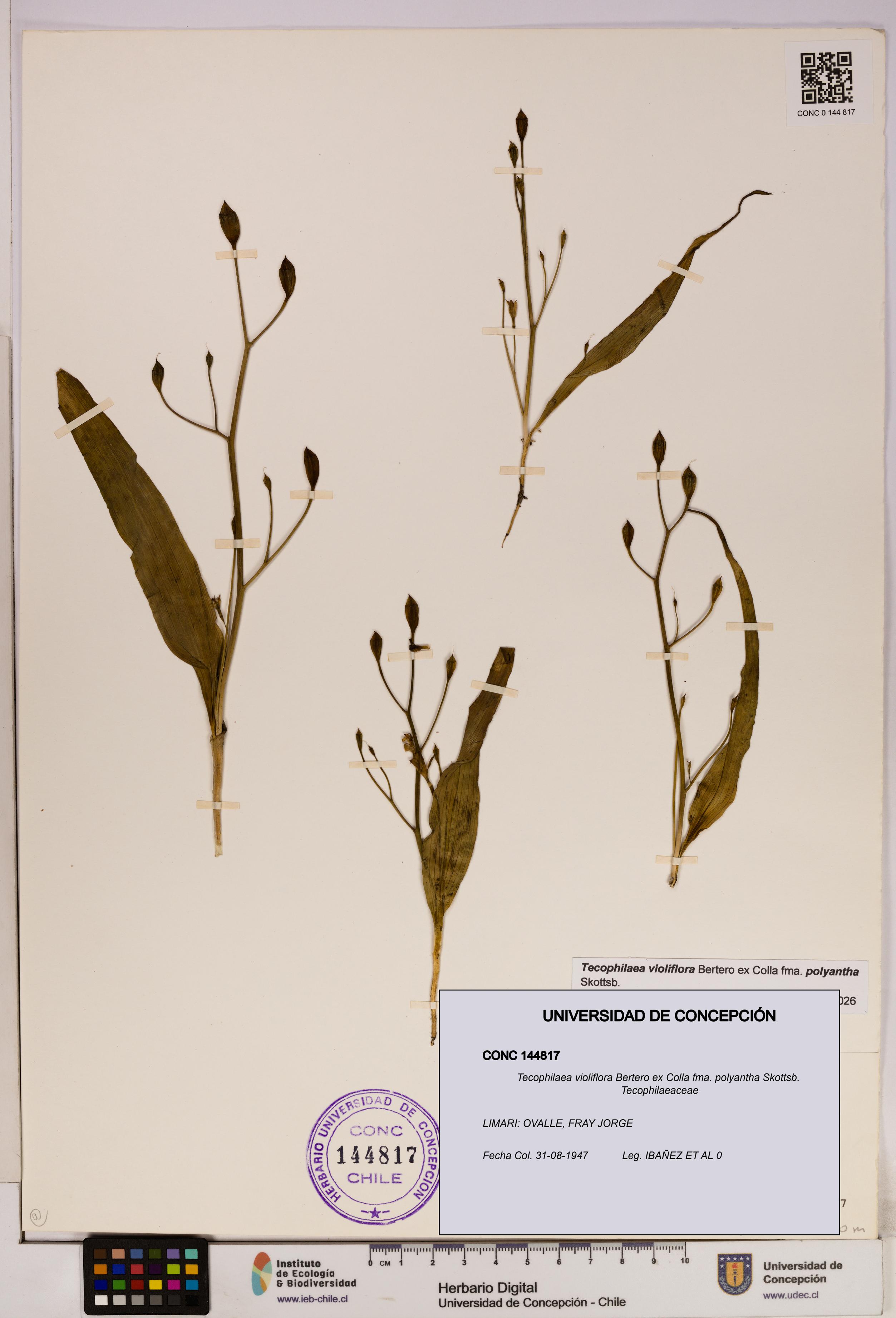 Tecophilaea violiflora fma. polyantha [Espécimen: UDEC:CONC:0144817]