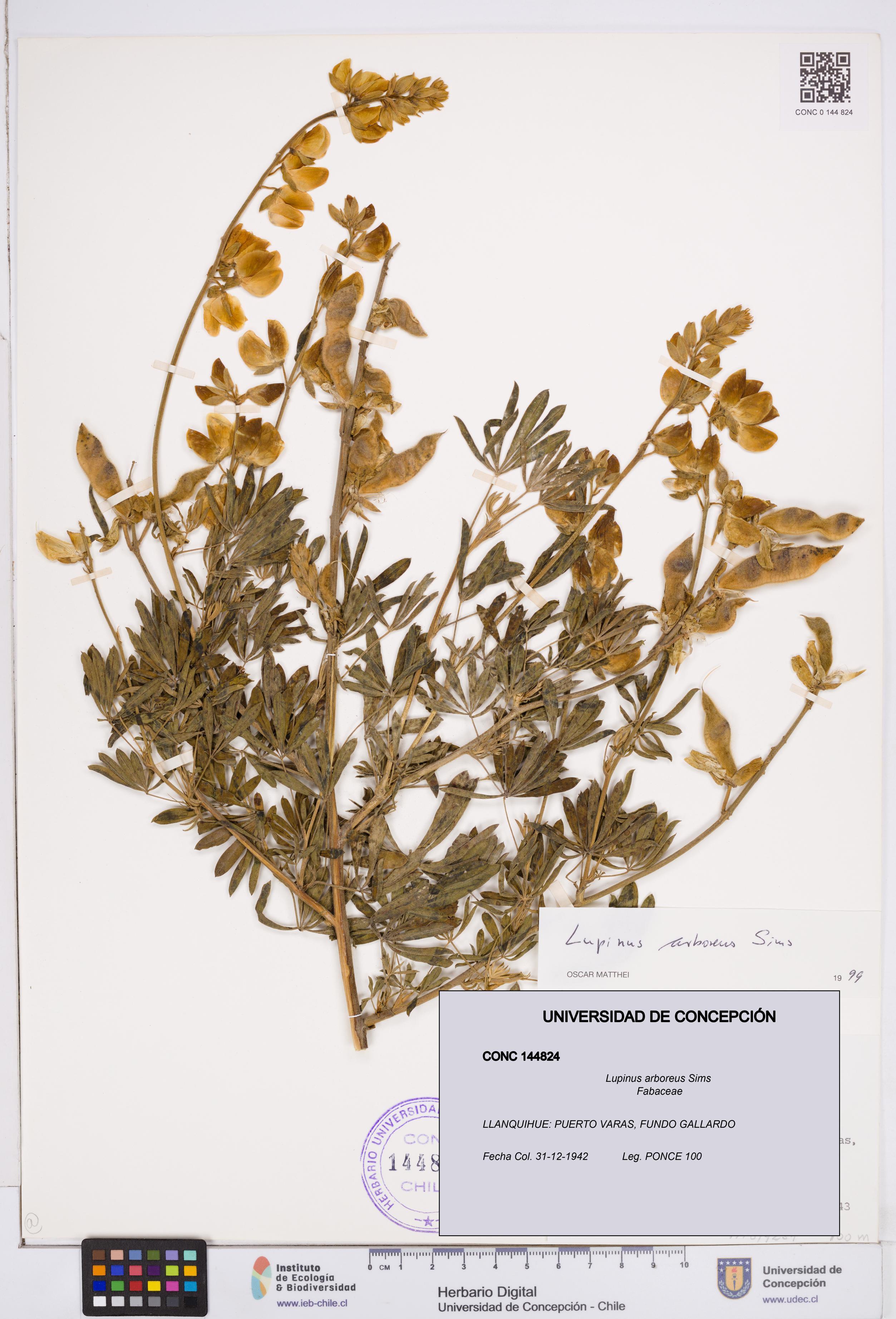 Lupinus arboreus [Espécimen: ]