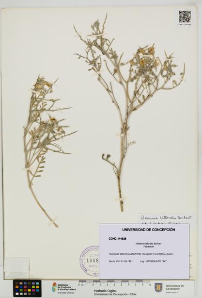 Adesmia littoralis [Espécimen: UDEC:CONC:0144826]