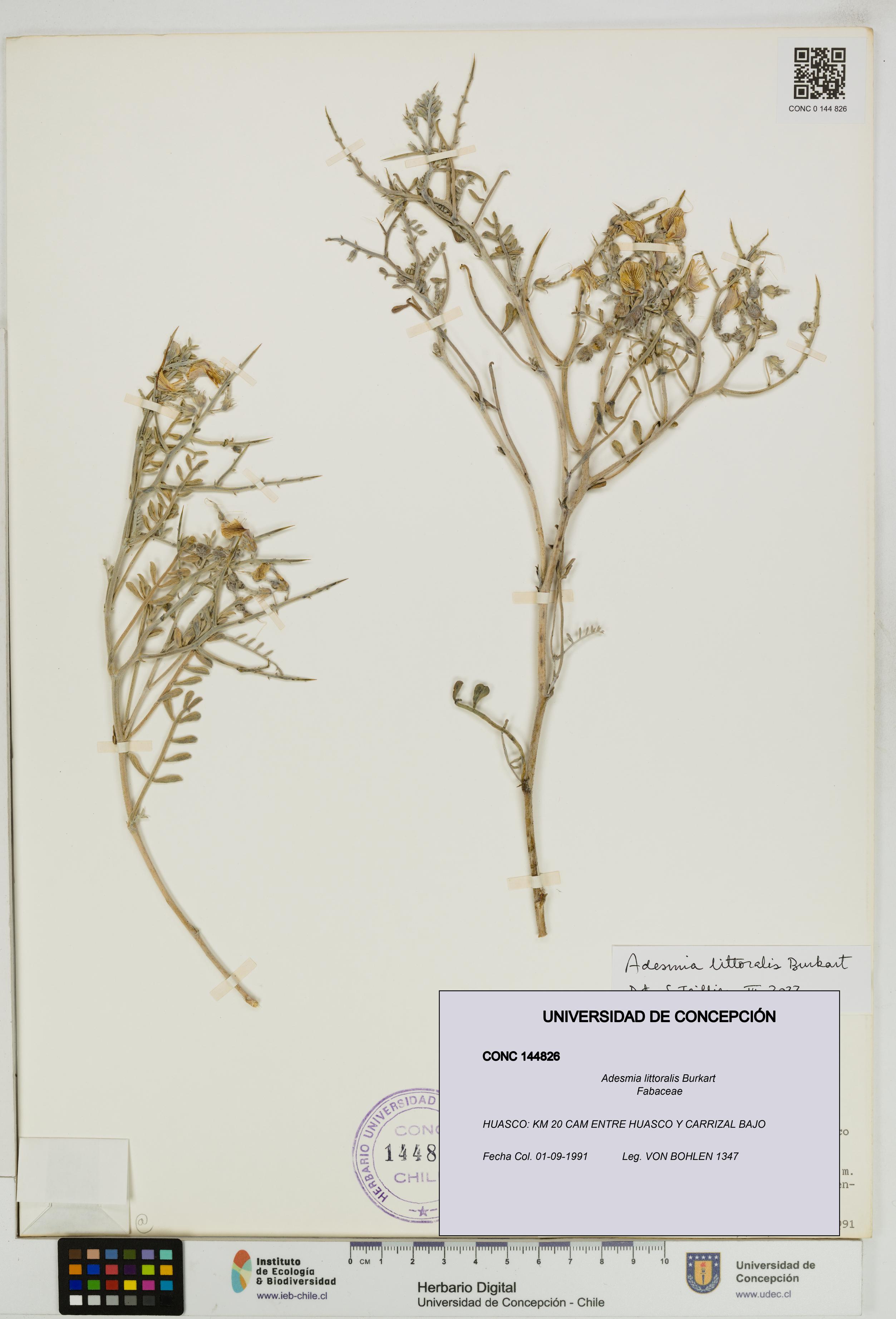 Adesmia littoralis [Espécimen: UDEC:CONC:0144826]