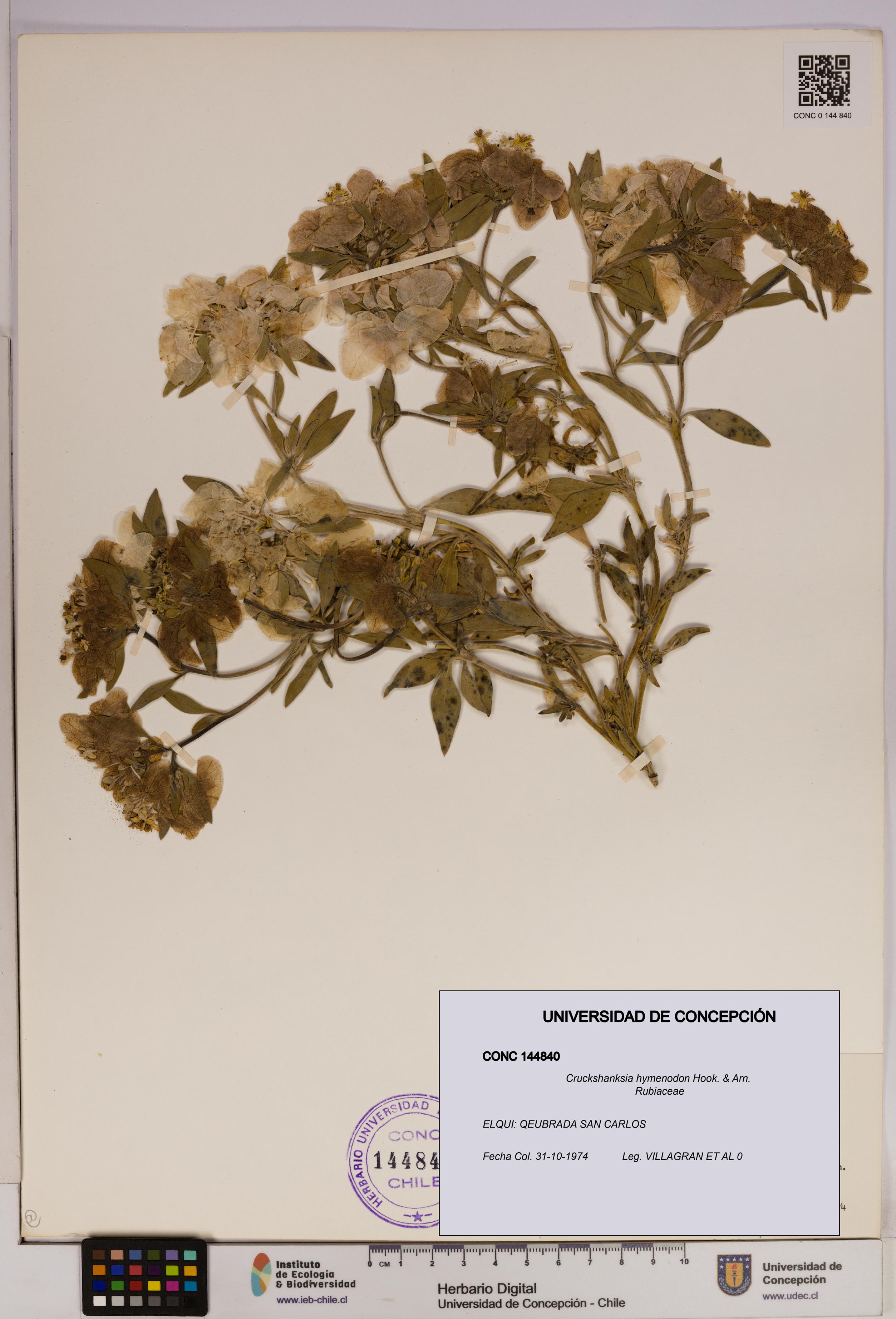 Cruckshanksia hymenodon [Espécimen: UDEC:CONC:0144840]