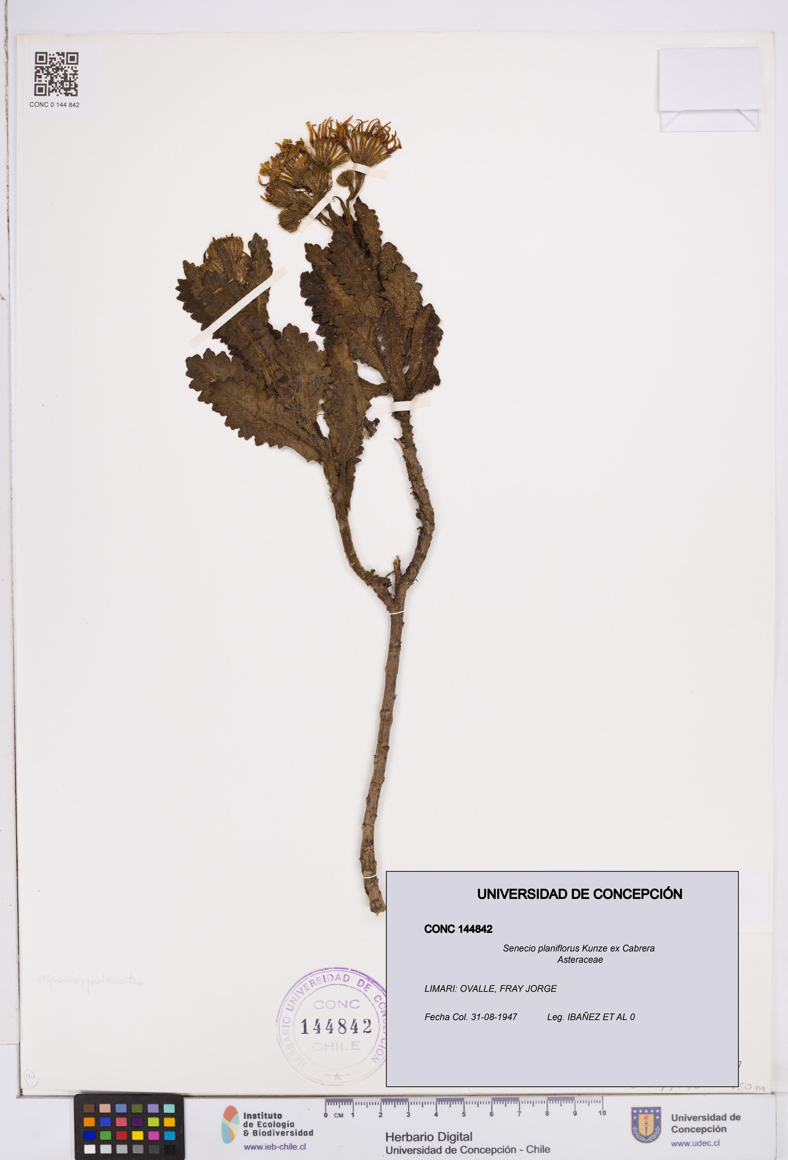 Senecio planiflorus [Espécimen: ]