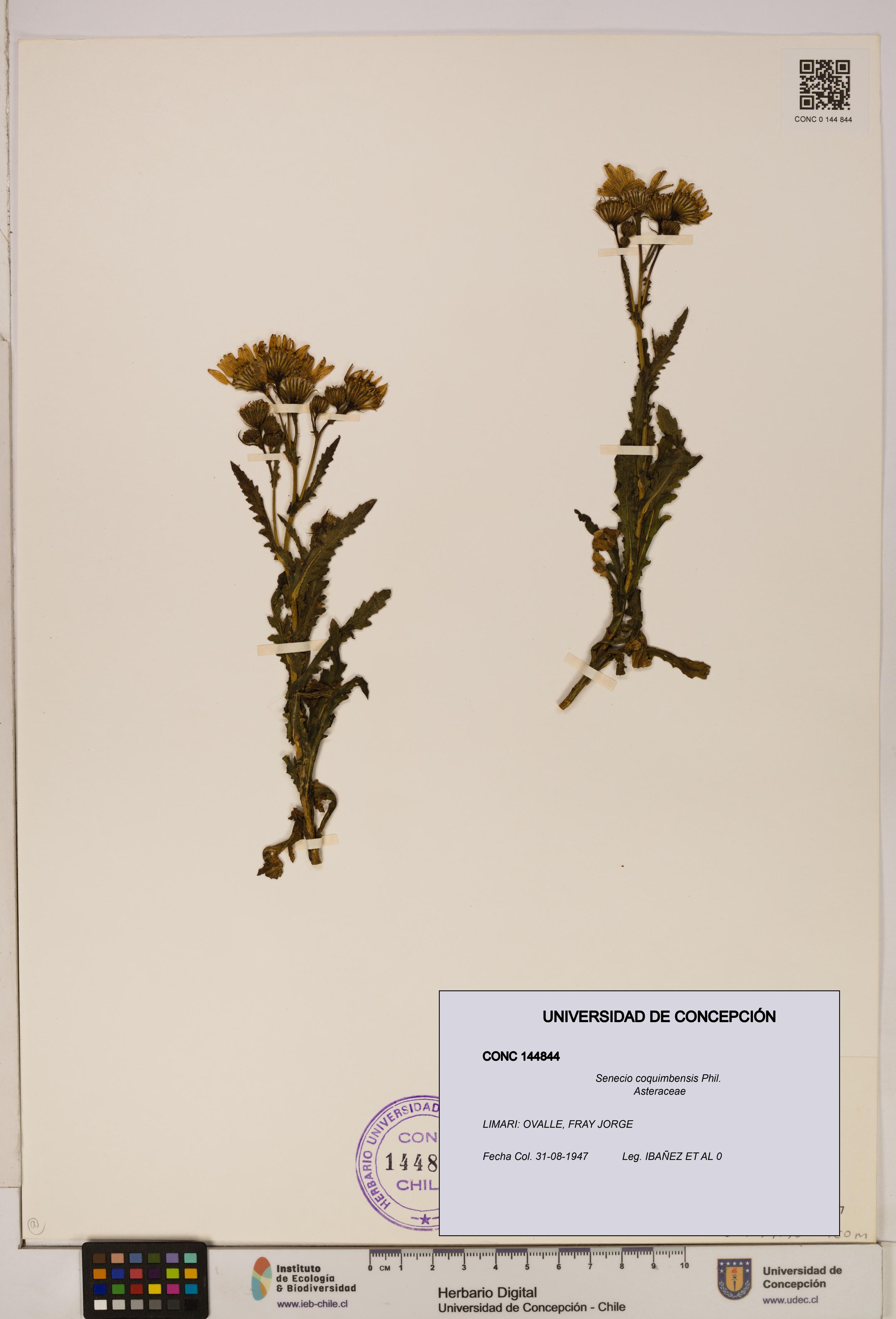 Senecio coquimbensis [Espécimen: UDEC:CONC:0144844]
