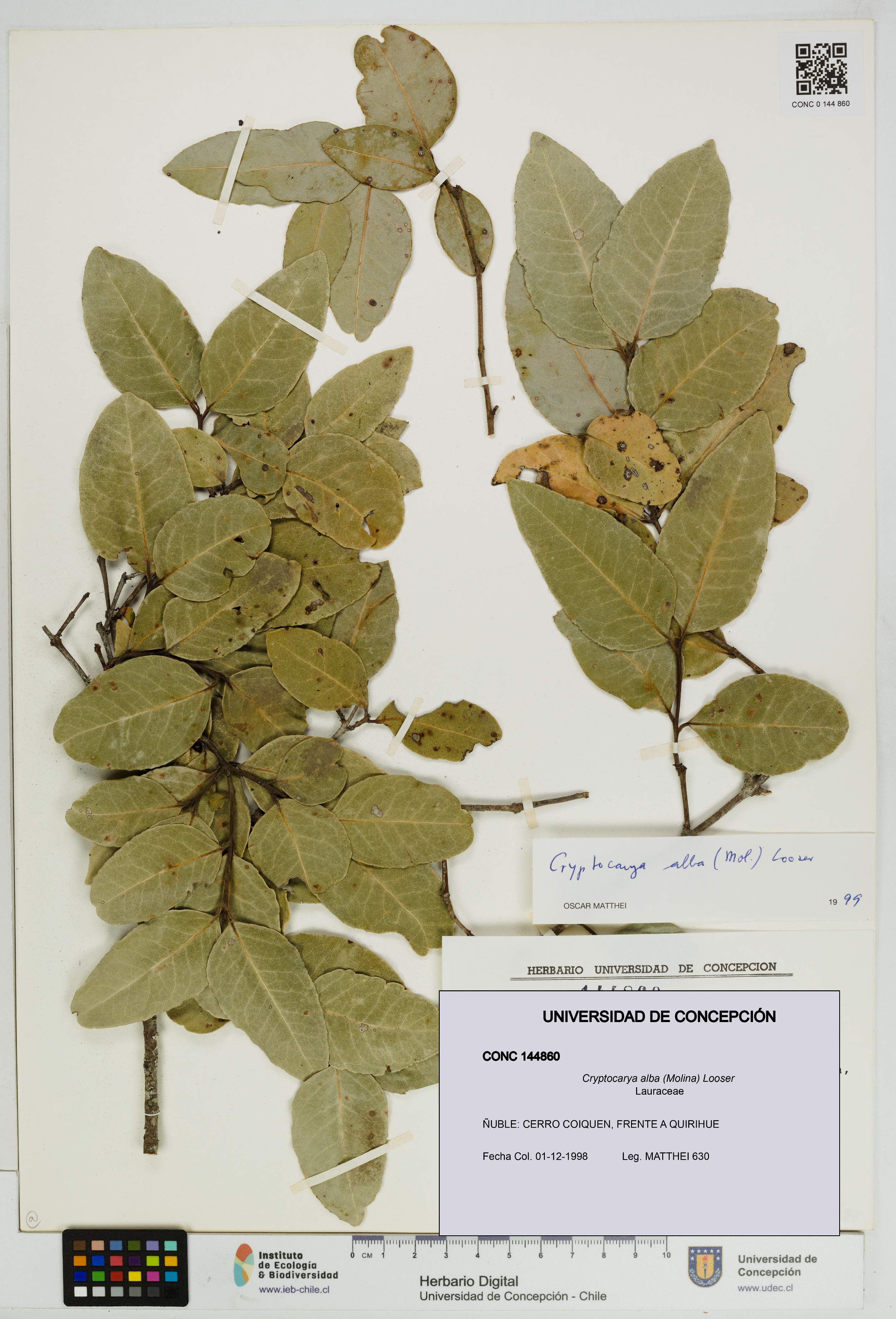 Cryptocarya alba [Espécimen: UDEC:CONC:0144860]