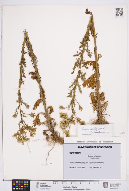 Senecio sylvaticus [Espécimen: ]