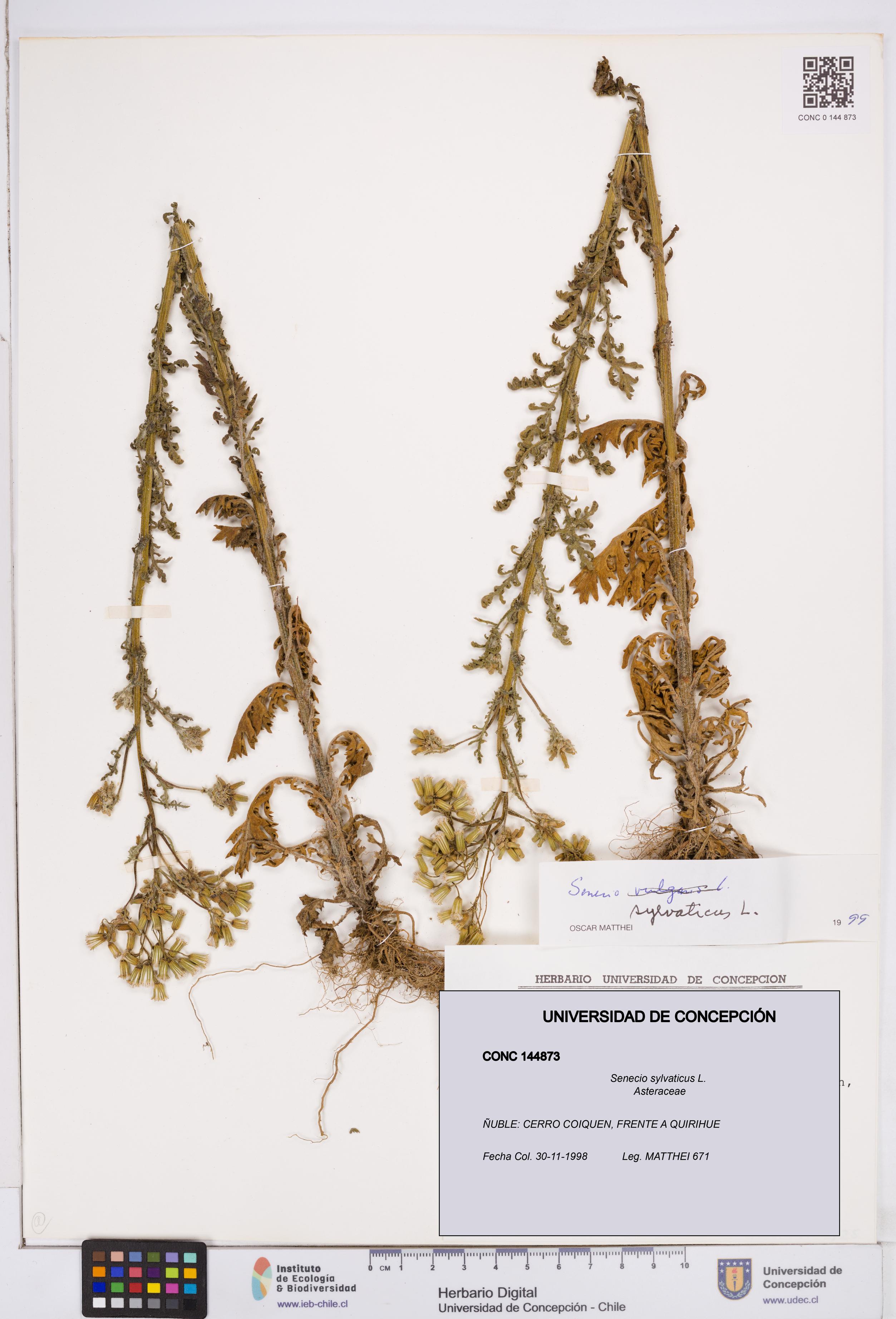 Senecio sylvaticus [Espécimen: ]