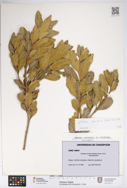 Lithraea caustica [Espécimen: UDEC:CONC:0144874]