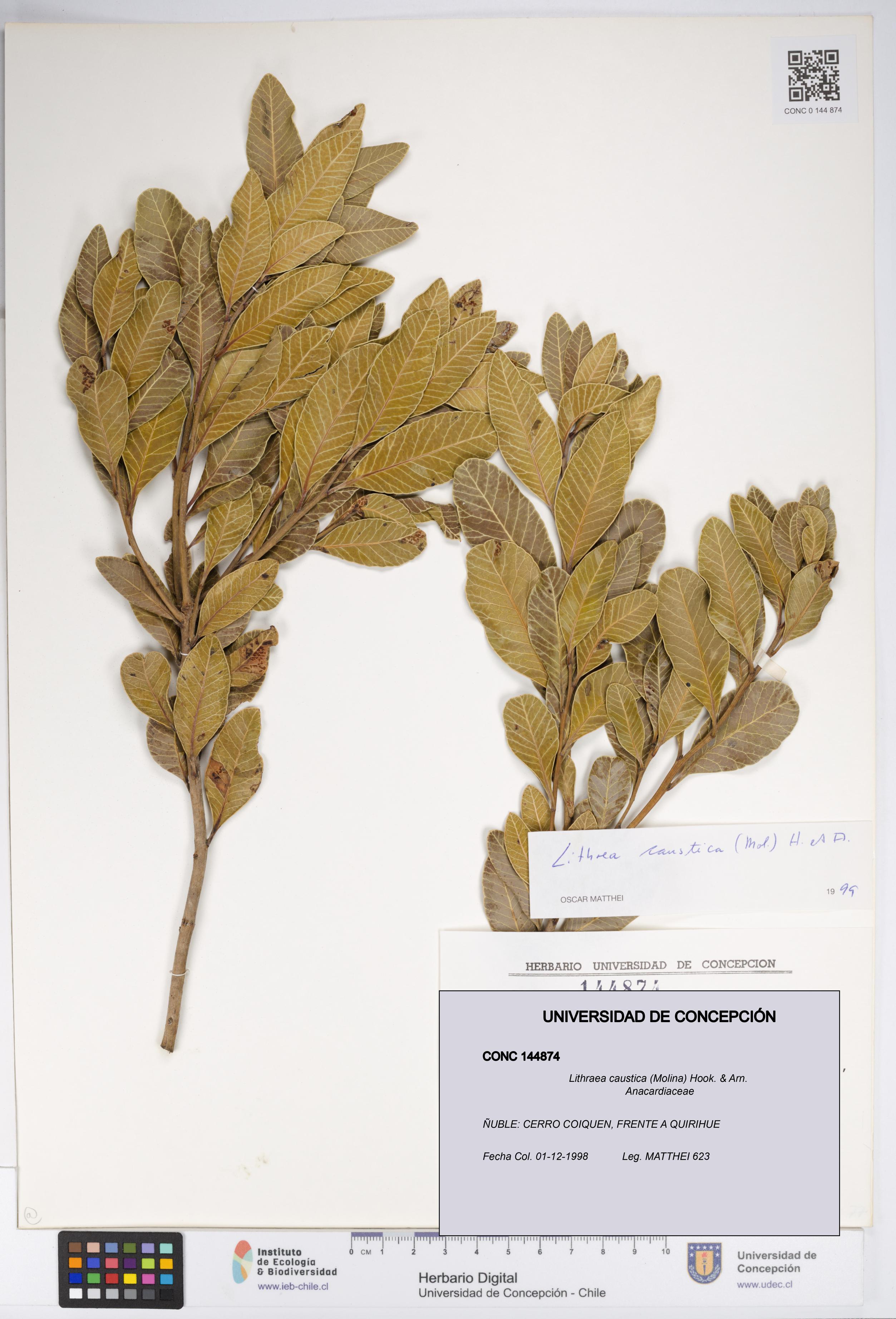 Lithraea caustica [Espécimen: UDEC:CONC:0144874]