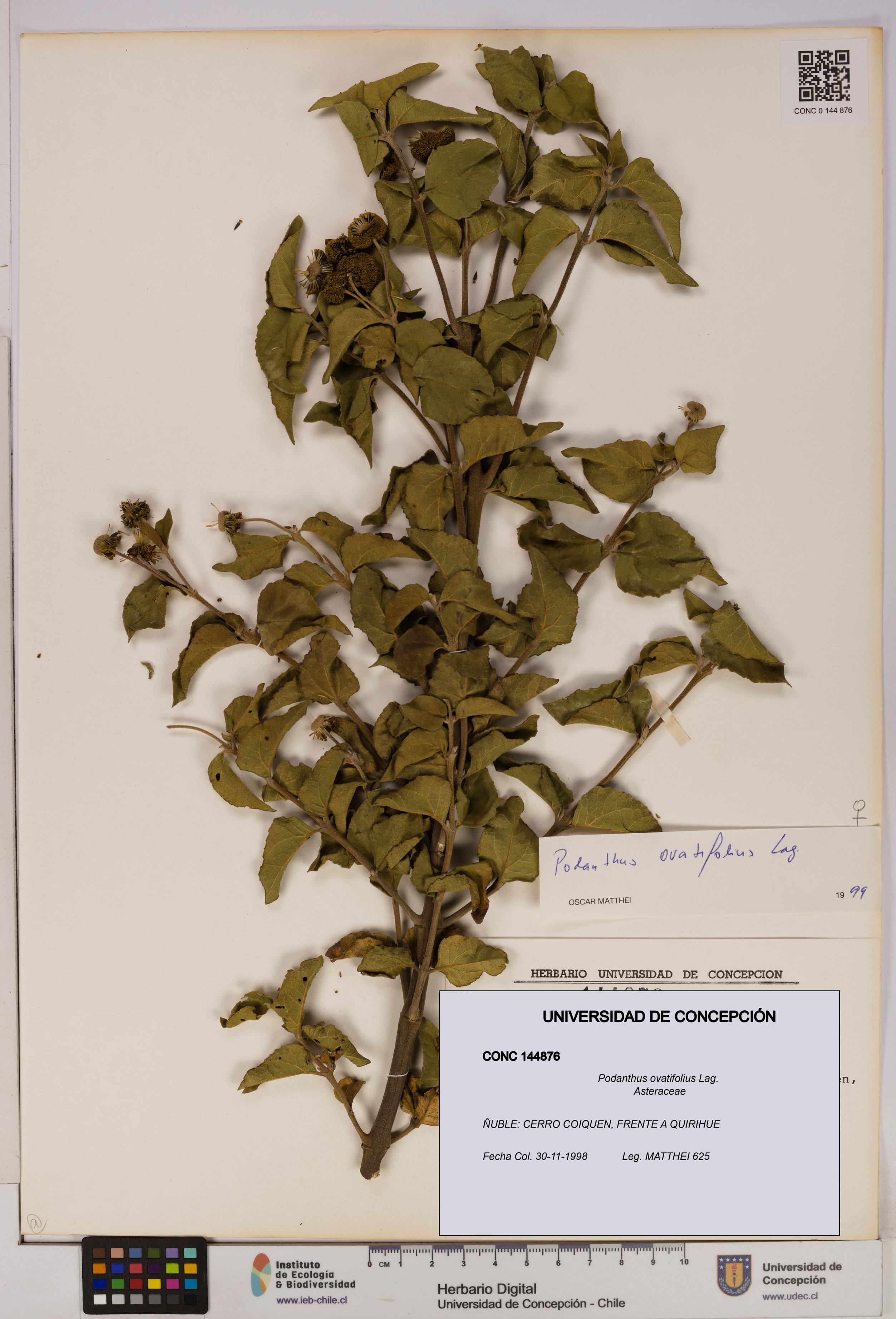 Podanthus ovatifolius [Espécimen: ]