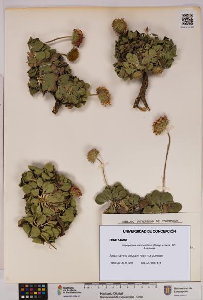 Haplopappus macrocephalus [Espécimen: UDEC:CONC:0144885]