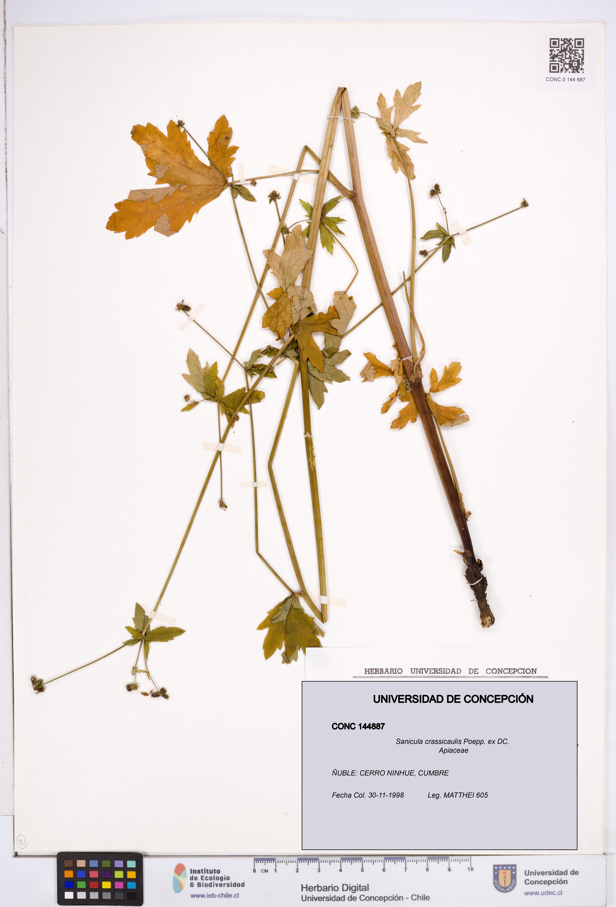 Sanicula crassicaulis [Espécimen: ]