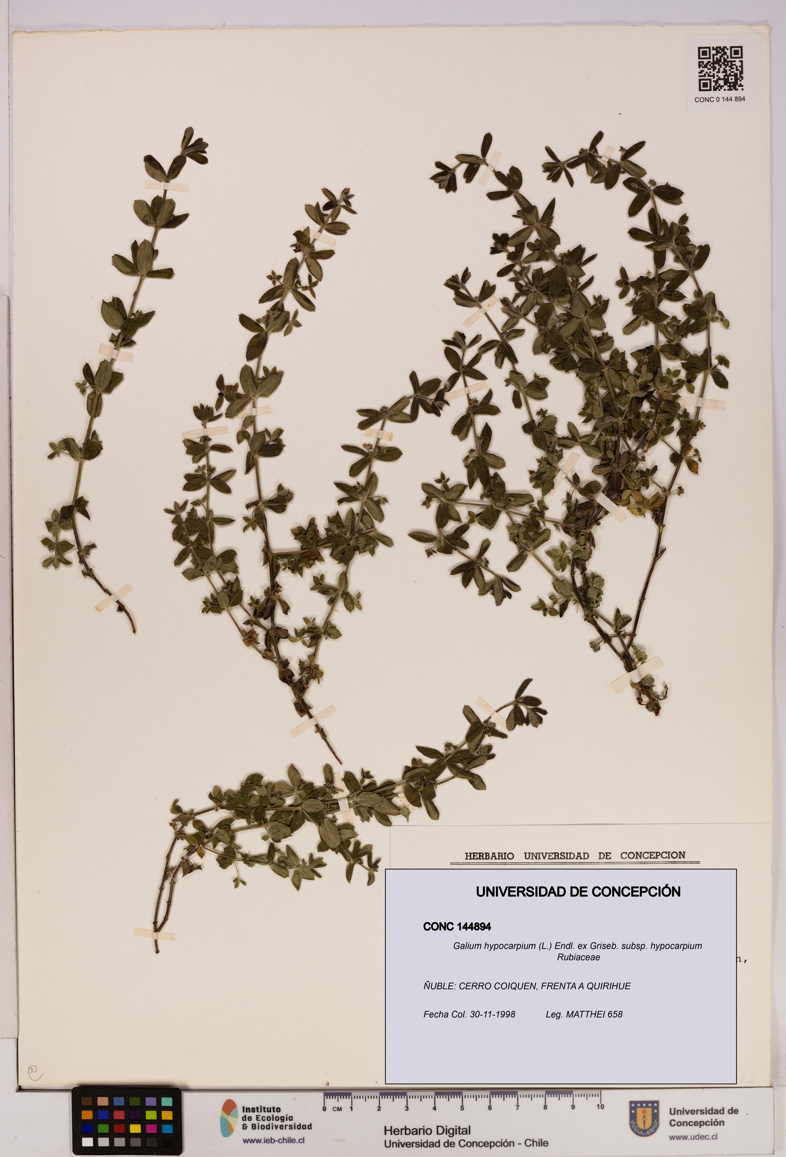Galium hypocarpium subsp. hypocarpium [Espécimen: UDEC:CONC:0144894]
