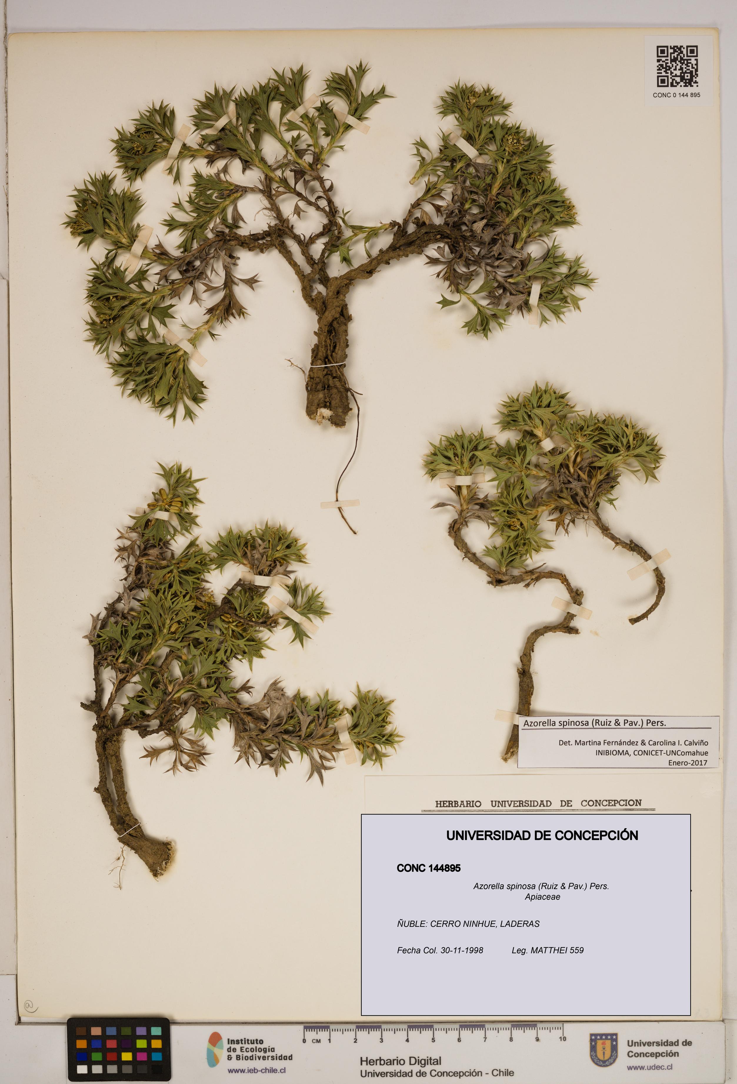 Azorella spinosa [Espécimen: ]