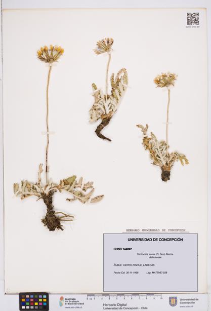 Trichocline aurea [Espécimen: ]