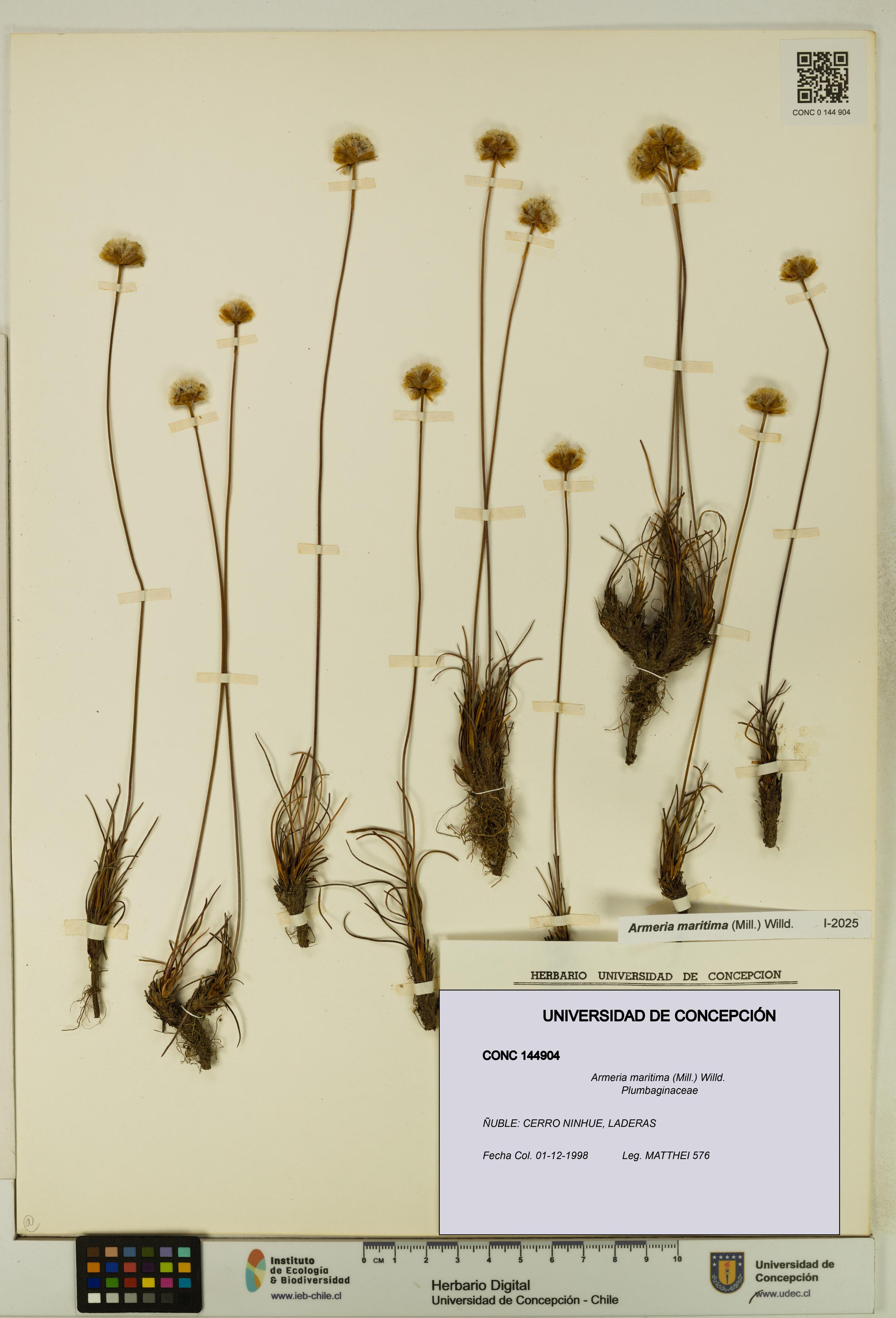 Armeria maritima [Espécimen: UDEC:CONC:0144904]