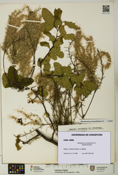 Misodendrum linearifolium [Espécimen: UDEC:CONC:0144906]