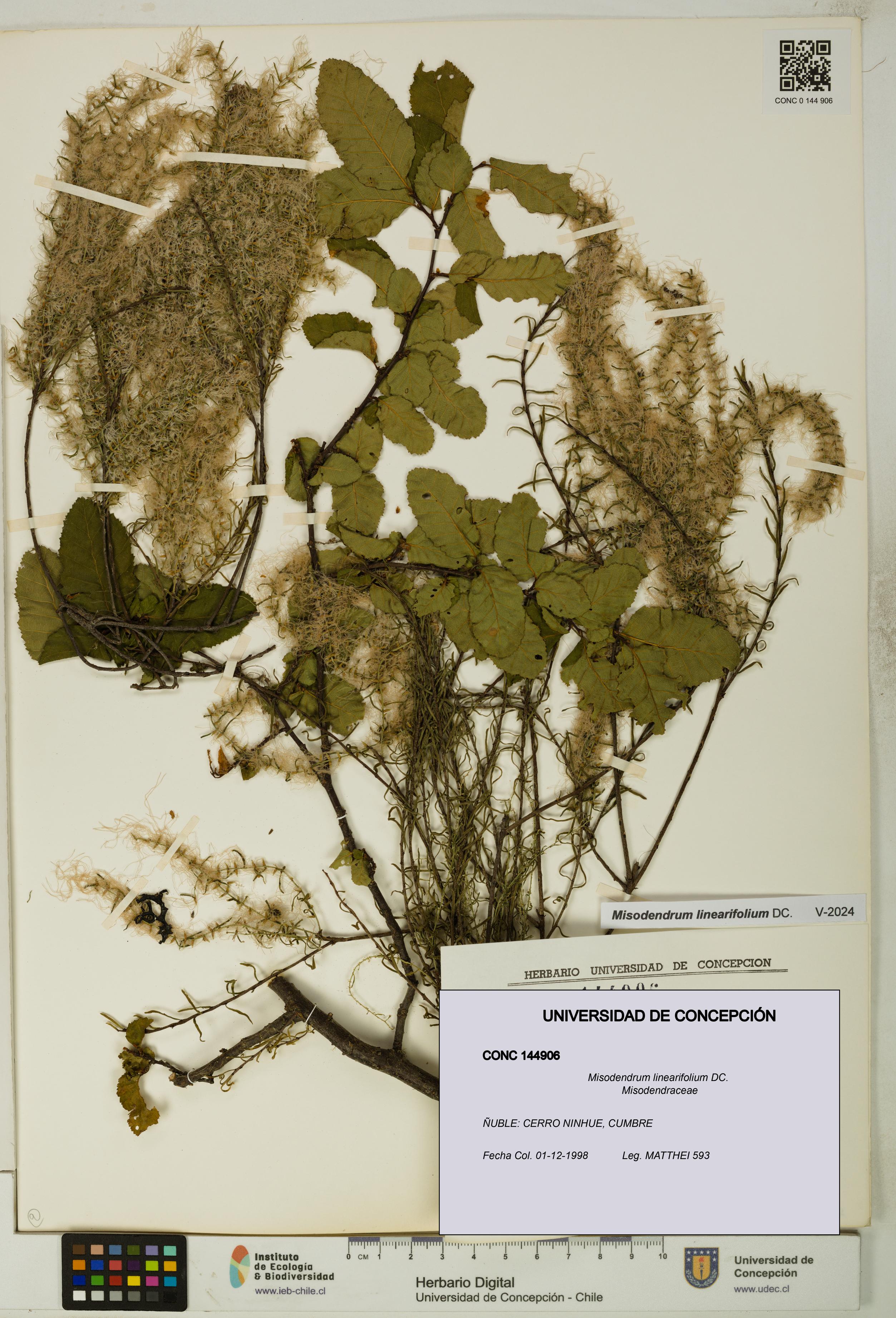 Misodendrum linearifolium [Espécimen: UDEC:CONC:0144906]