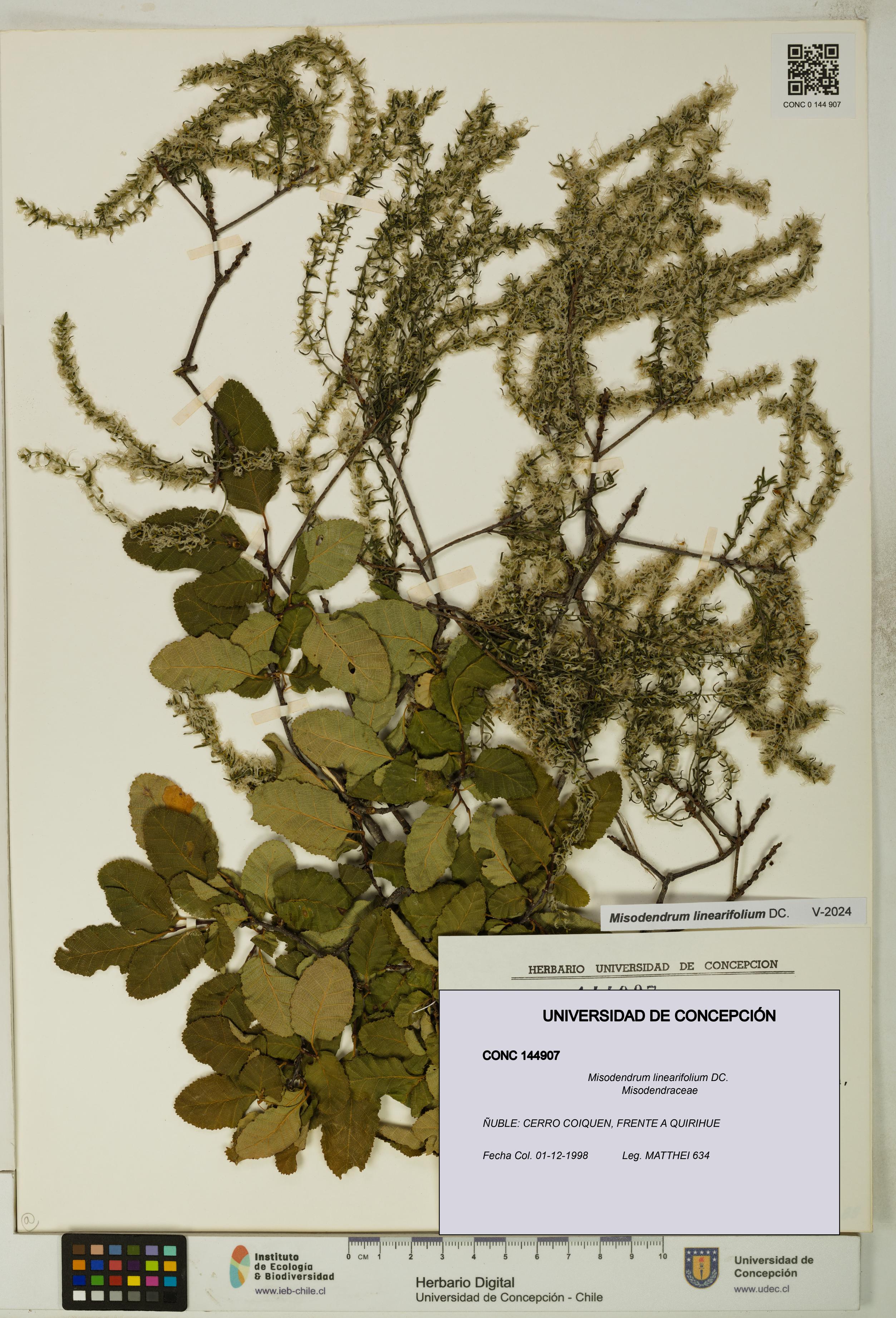Misodendrum linearifolium [Espécimen: UDEC:CONC:0144907]