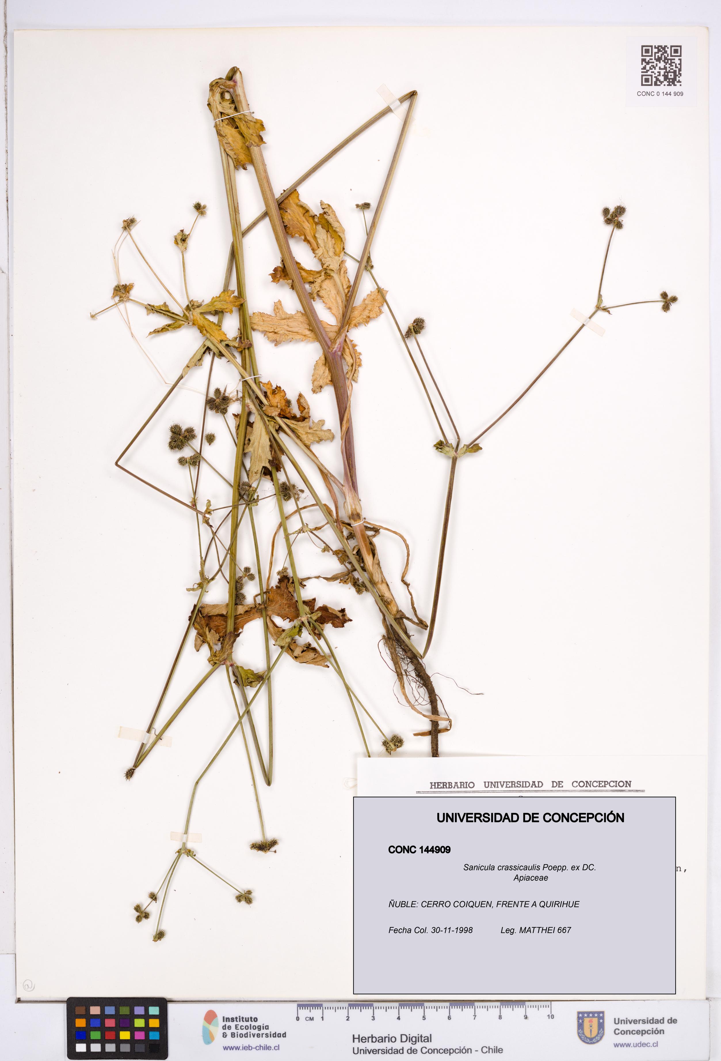 Sanicula crassicaulis [Espécimen: ]