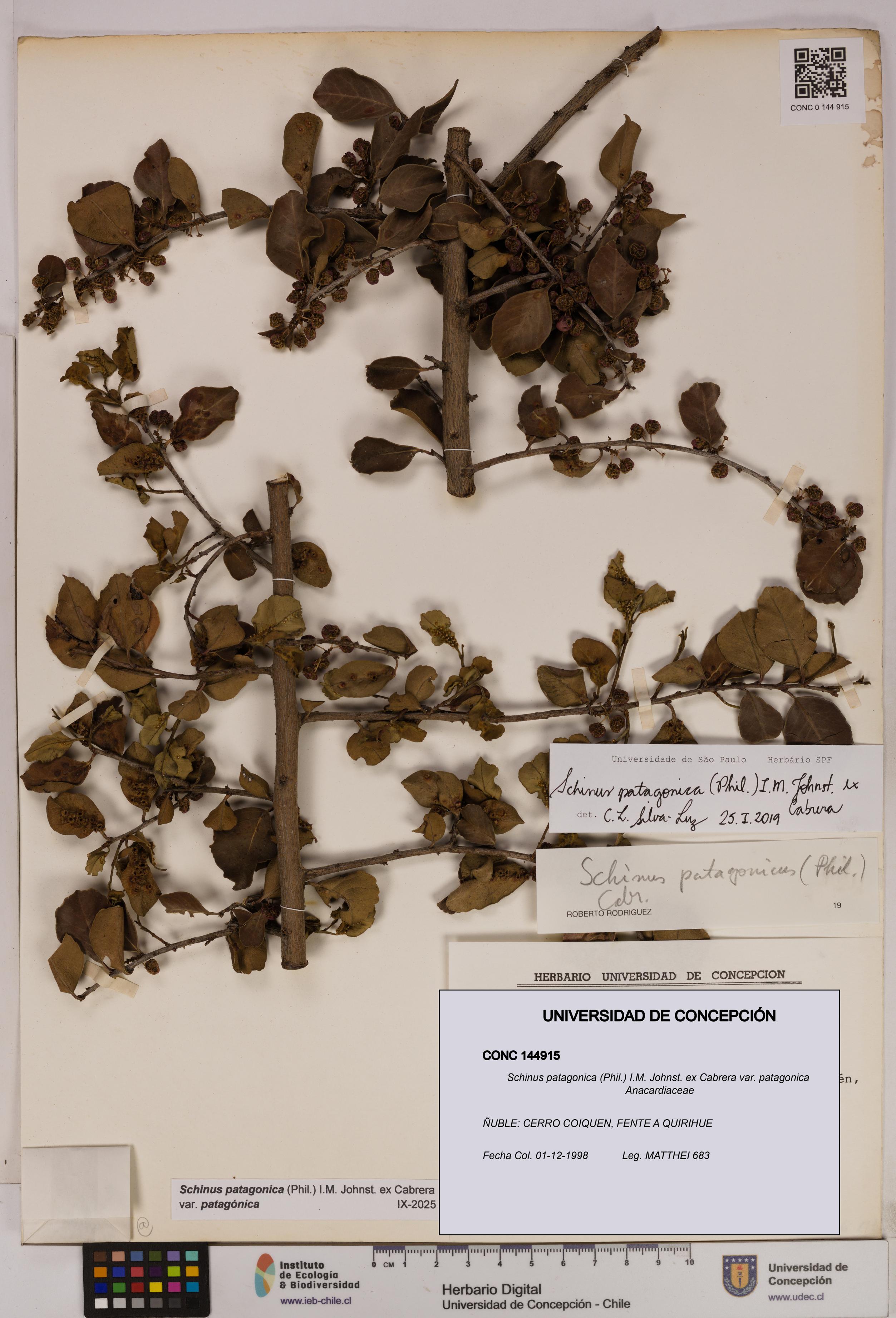 Schinus patagonica [Espécimen: UDEC:CONC:0144915]