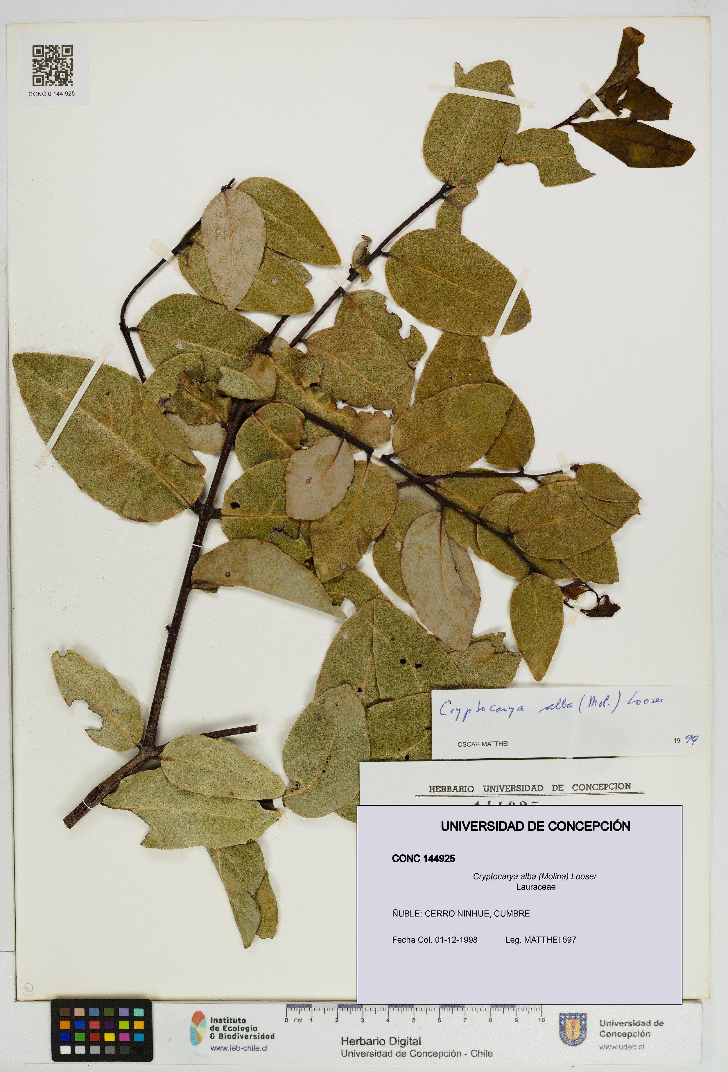 Cryptocarya alba [Espécimen: UDEC:CONC:0144925]