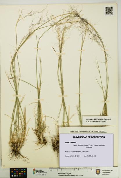 Jarava plumosa [Espécimen: UDEC:CONC:0144928]