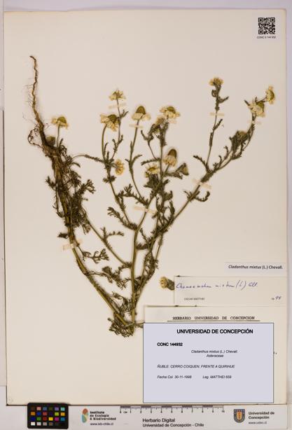 Cladanthus mixtus [Espécimen: UDEC:CONC:0144932]
